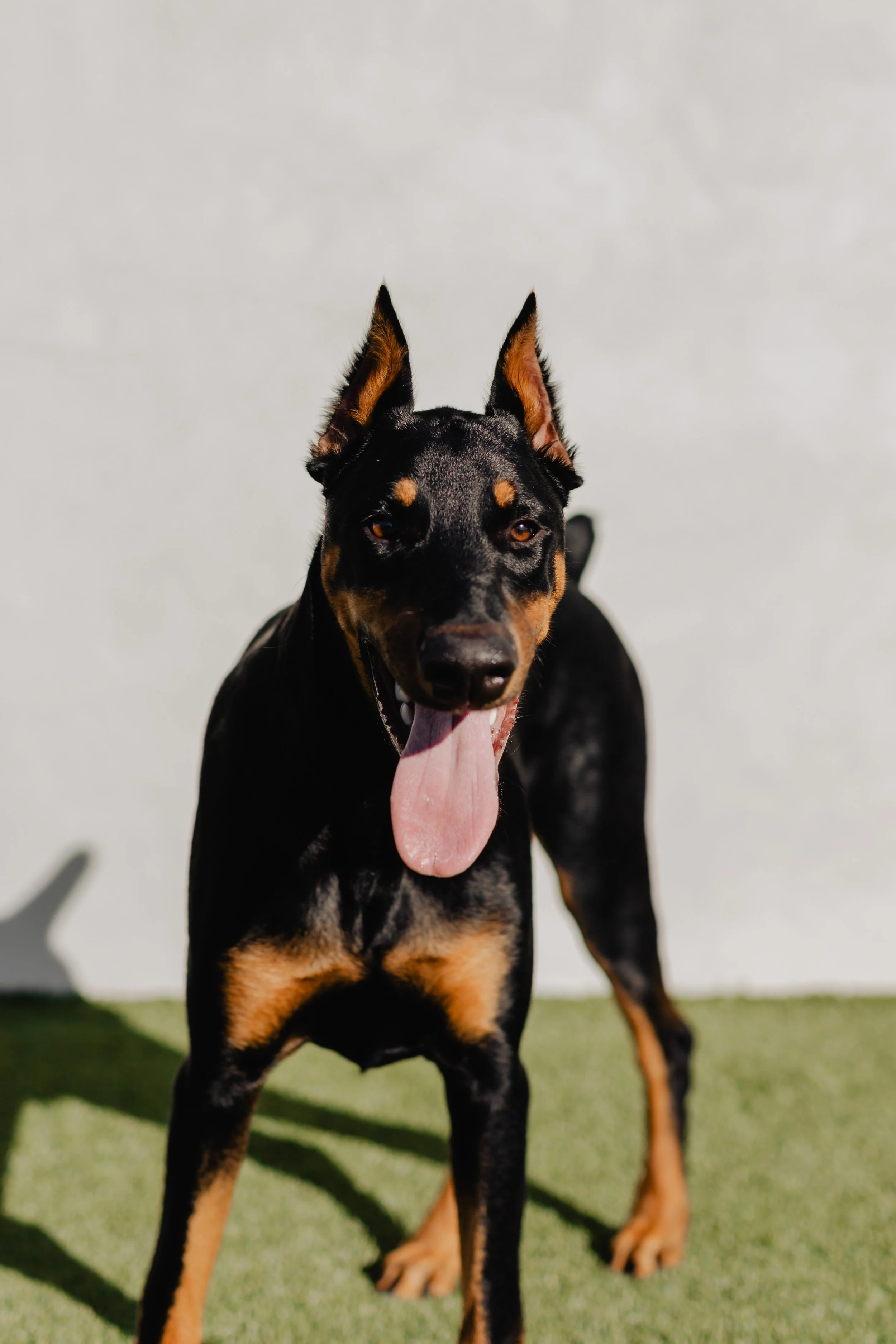 A black and tan Doberman Pinscher dog with erect ears, standing outdoors on green artificial grass, with a white wall background, tongue hanging out.
