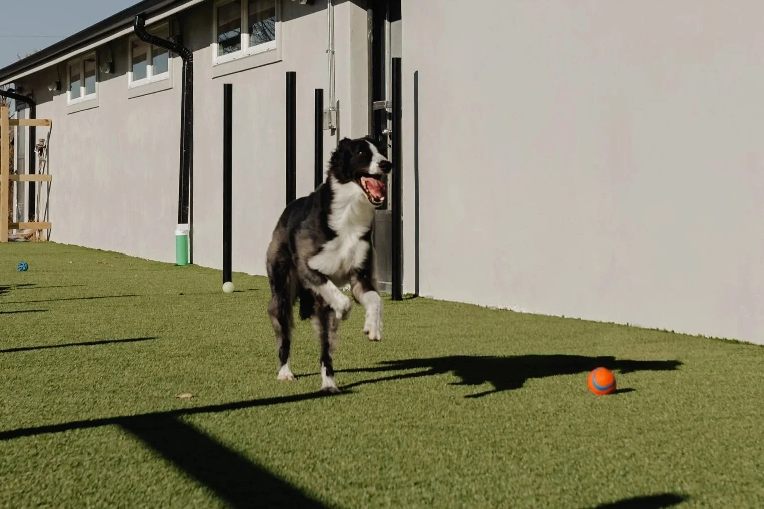 A dog running outdoors on green artificial turf, with a small orange and blue ball nearby, in front of a white wall with black poles and a door.