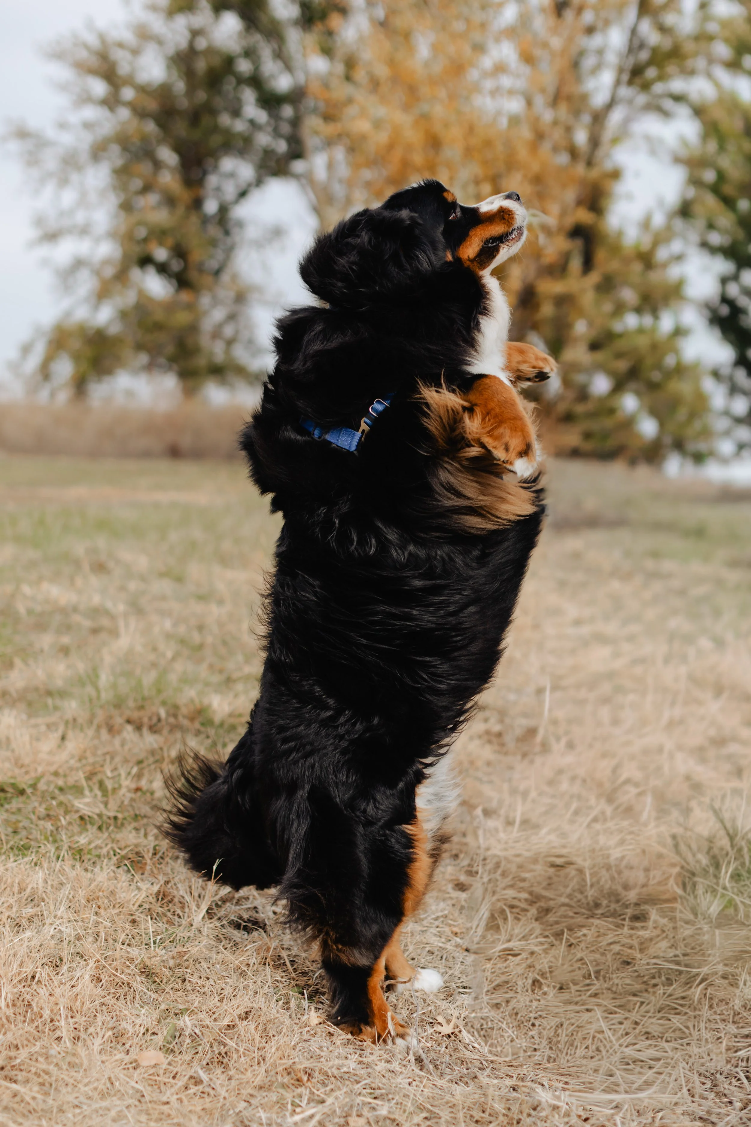 A large Bernese Mountain Dog standing on its hind legs outdoors with trees and dry grass in the background.