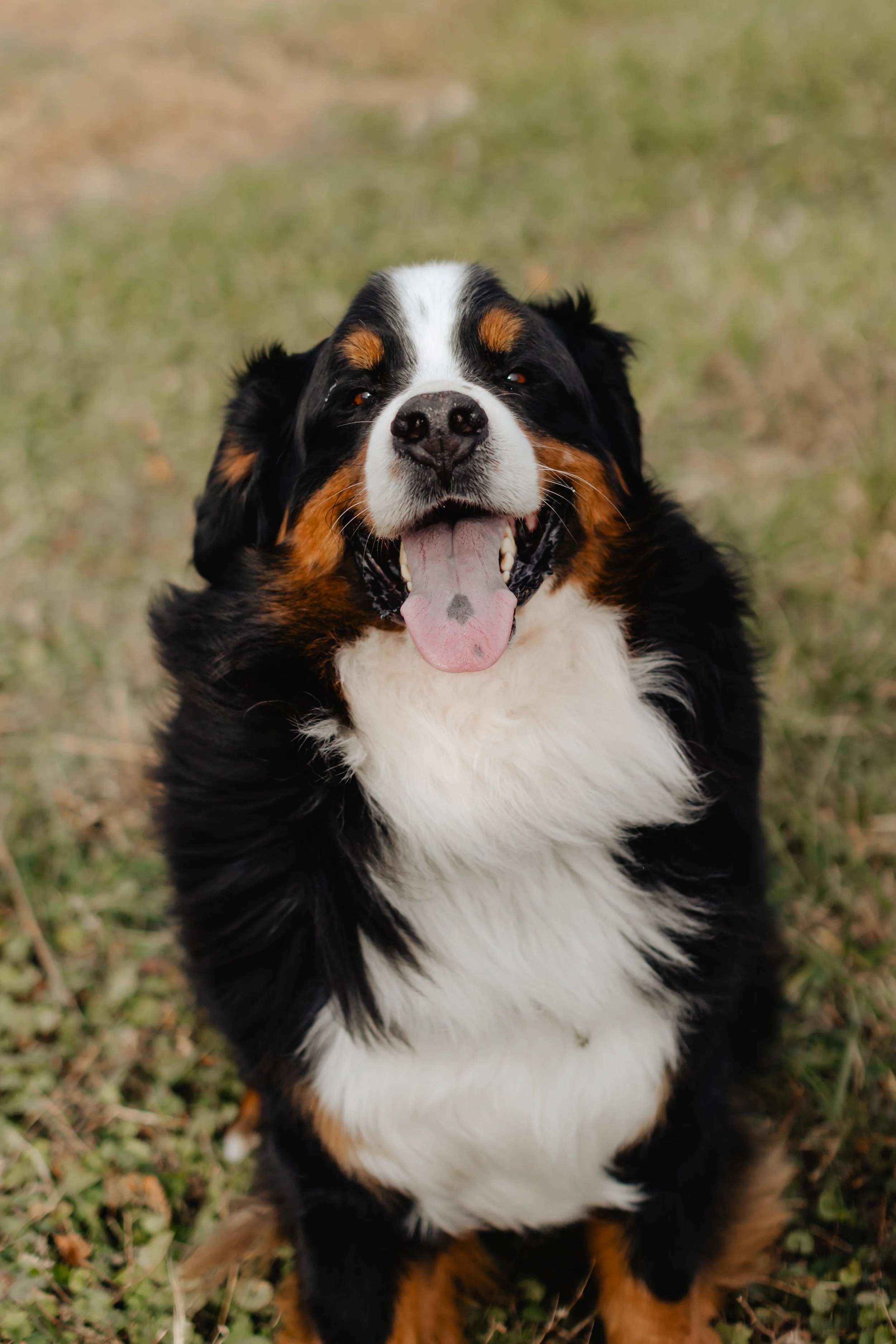 A happy Bernese Mountain Dog sitting outdoors on grass with its tongue out and smiling.