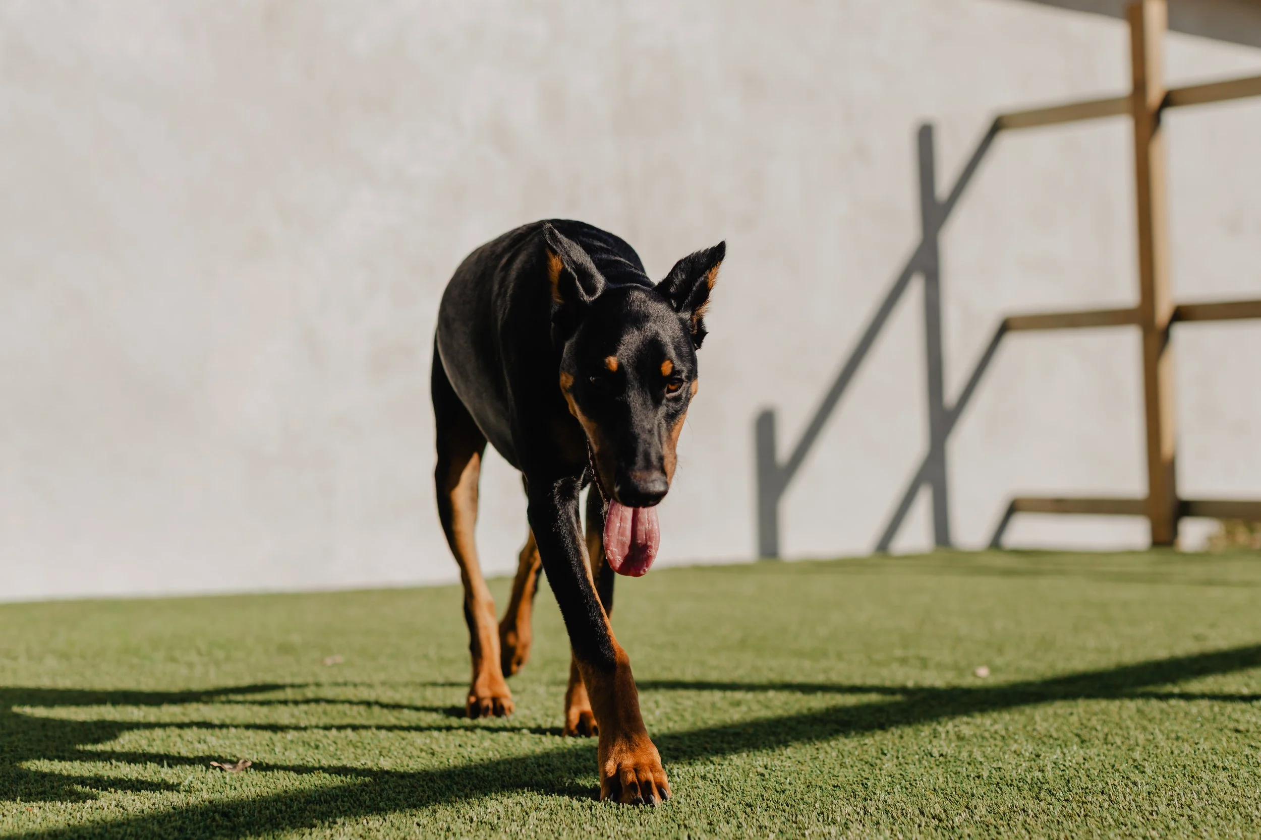 A black and tan dog walking on green artificial turf with a white wall and wooden stairs in the background.