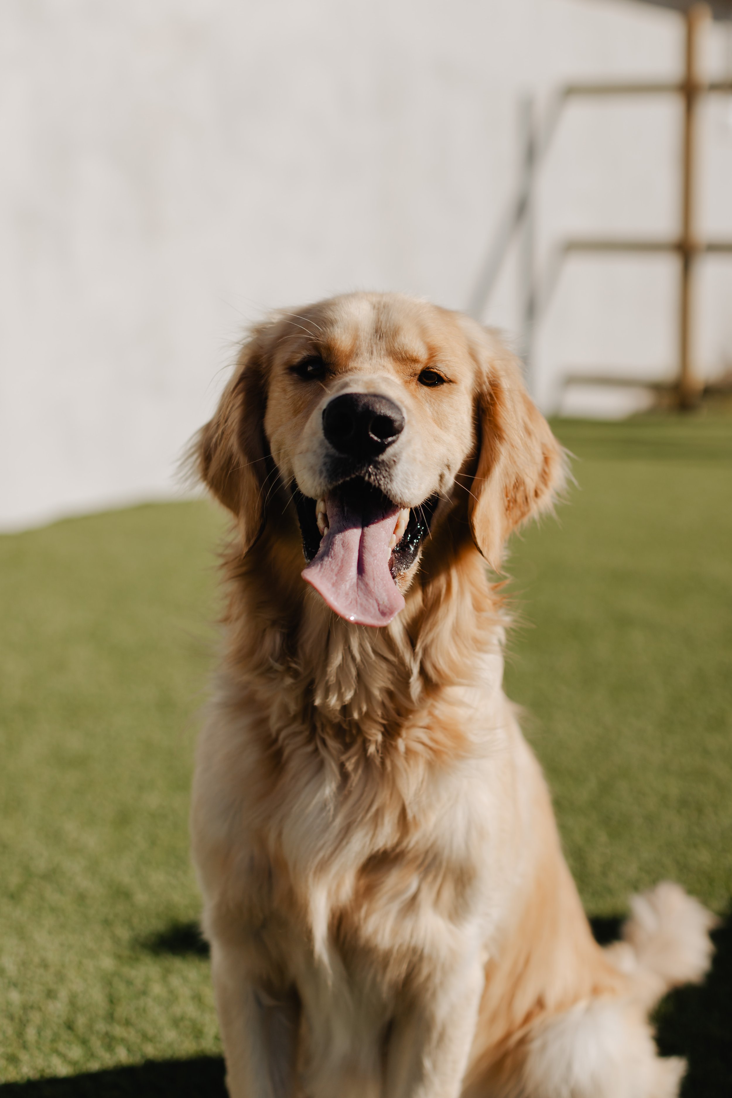 A happy golden retriever sitting outdoors on grass, with its mouth open and tongue out, enjoying a sunny day.