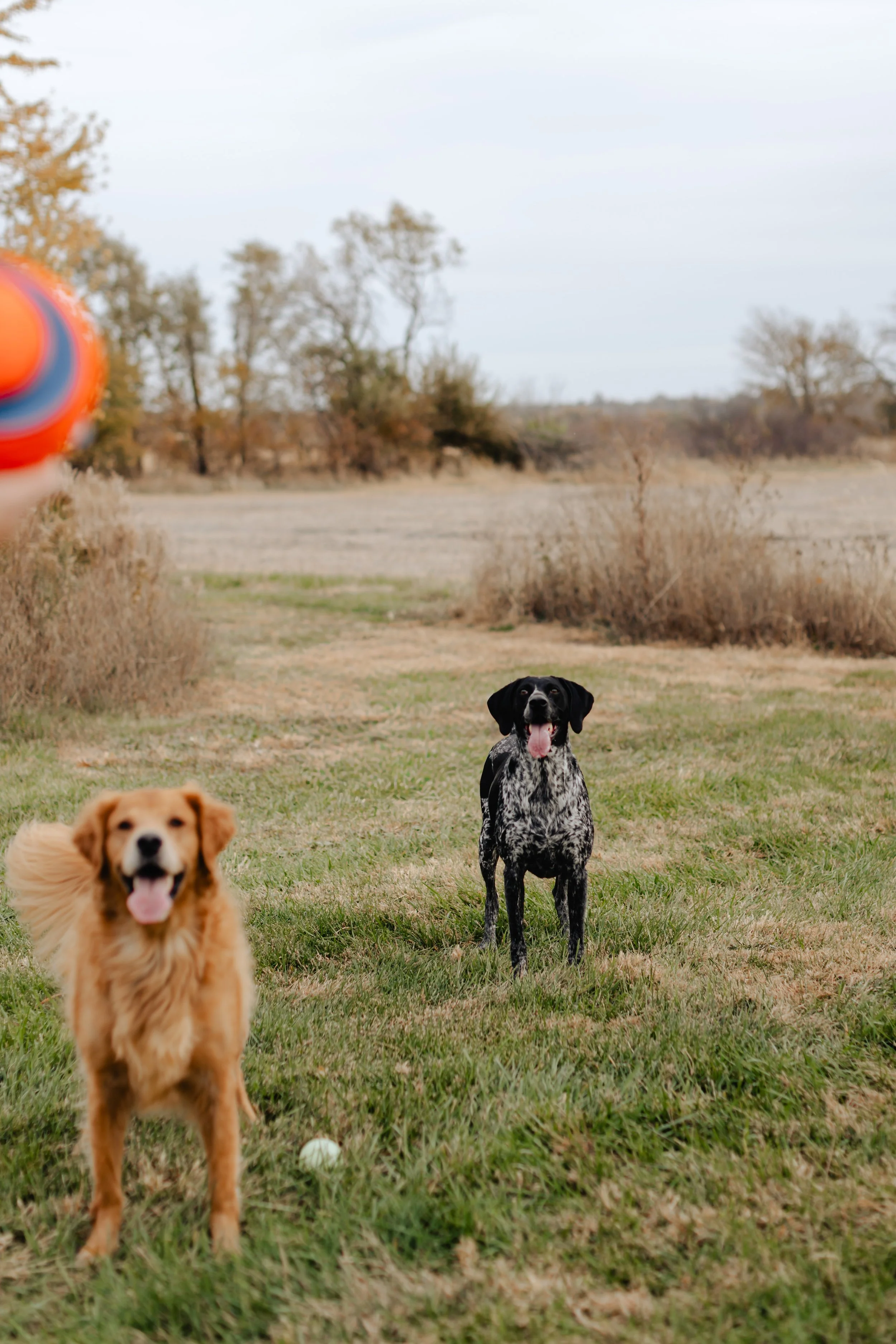 Two dogs, one golden retriever and one black and white spotted dog, in a grassy field with a tennis ball, while a person is holding a tennis ball on a racket in the foreground.