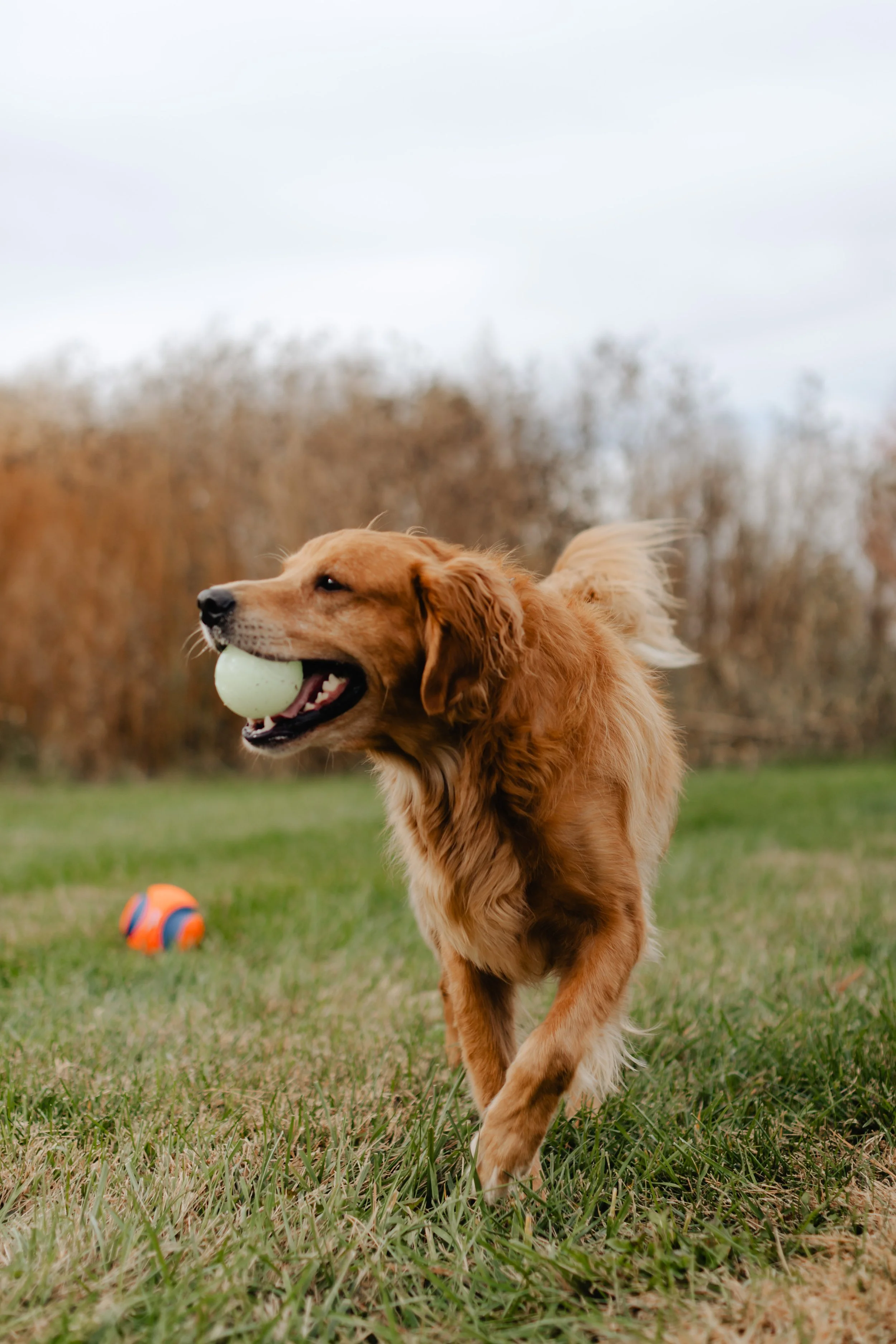 Golden retriever running outdoors with a ball in its mouth, on a grassy field with autumn trees in the background.