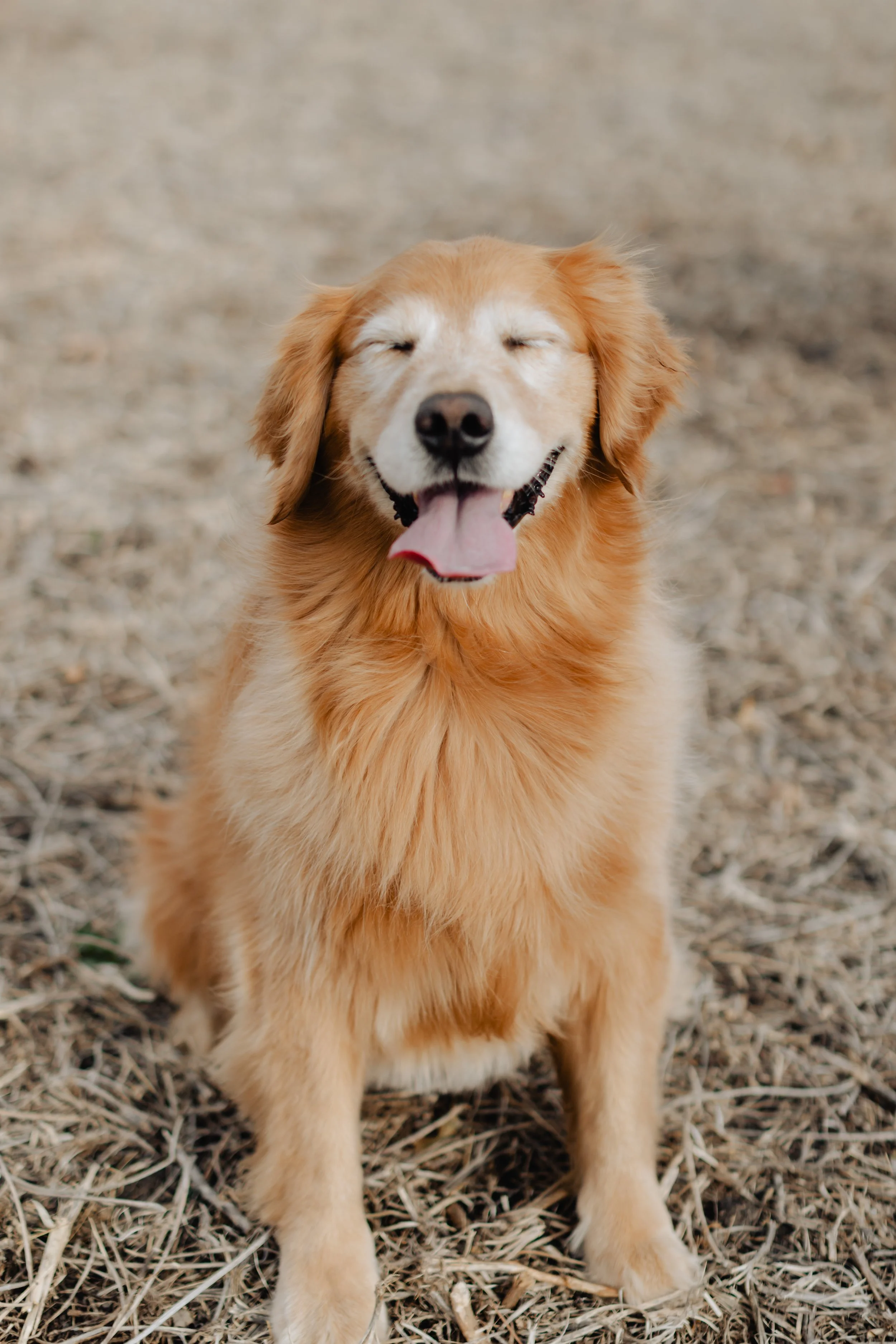 A golden retriever dog sitting on dry grass, smiling with eyes closed and tongue out.