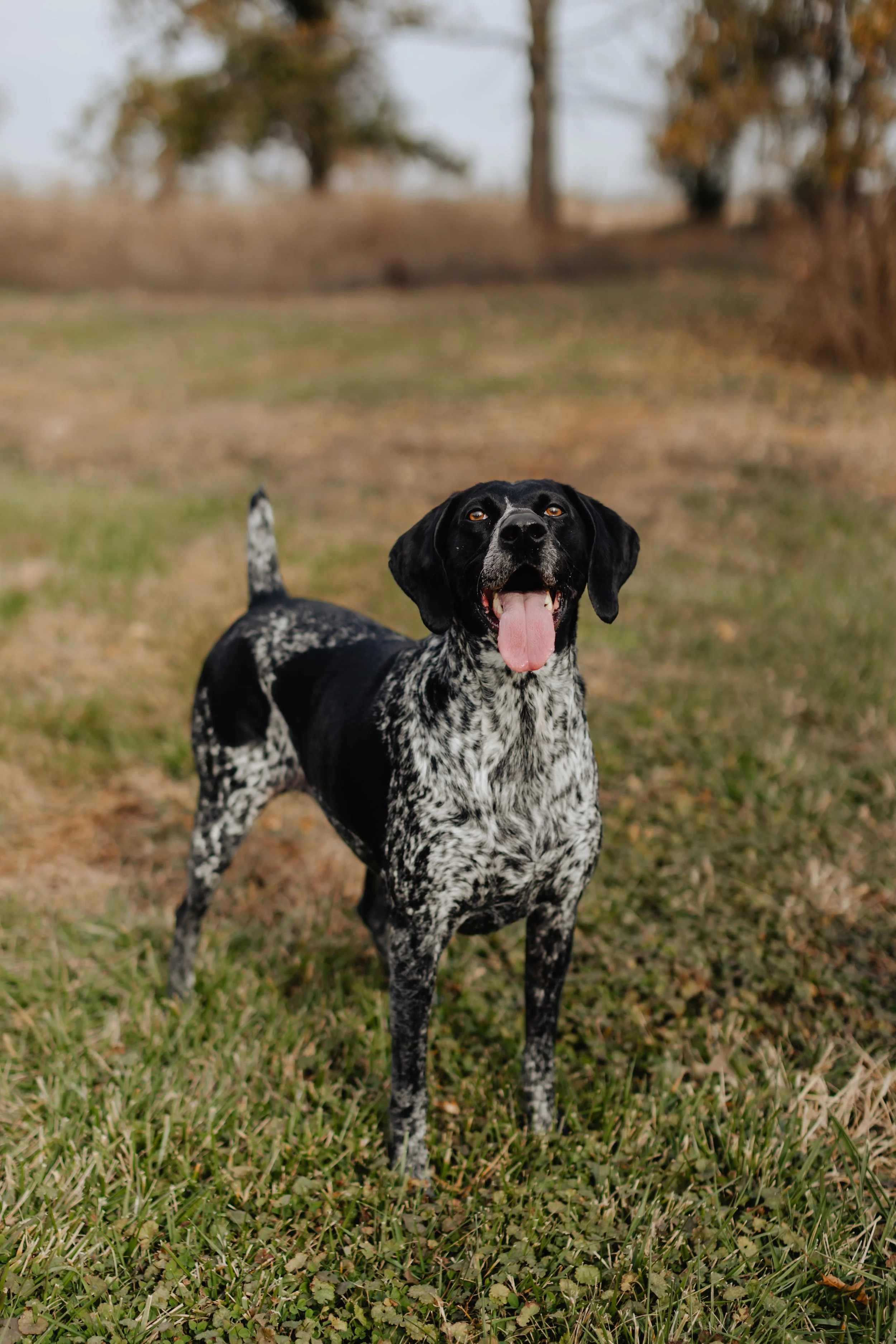 A black and white dog standing outdoors on grass, with trees in the background, tongue out, and looking happy.