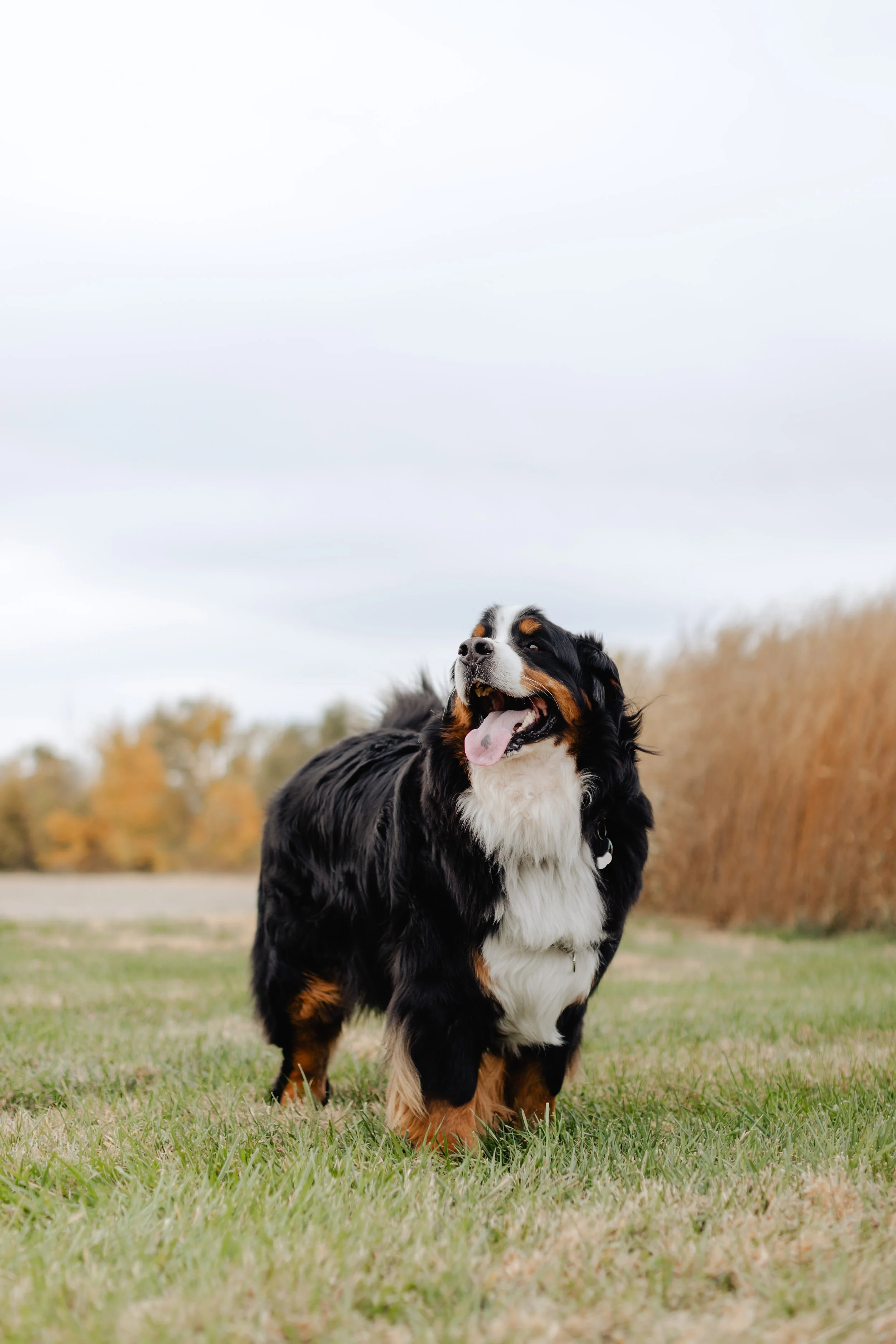 A Bernese Mountain Dog standing on a grassy field with tall grass and trees in the background, under a cloudy sky.