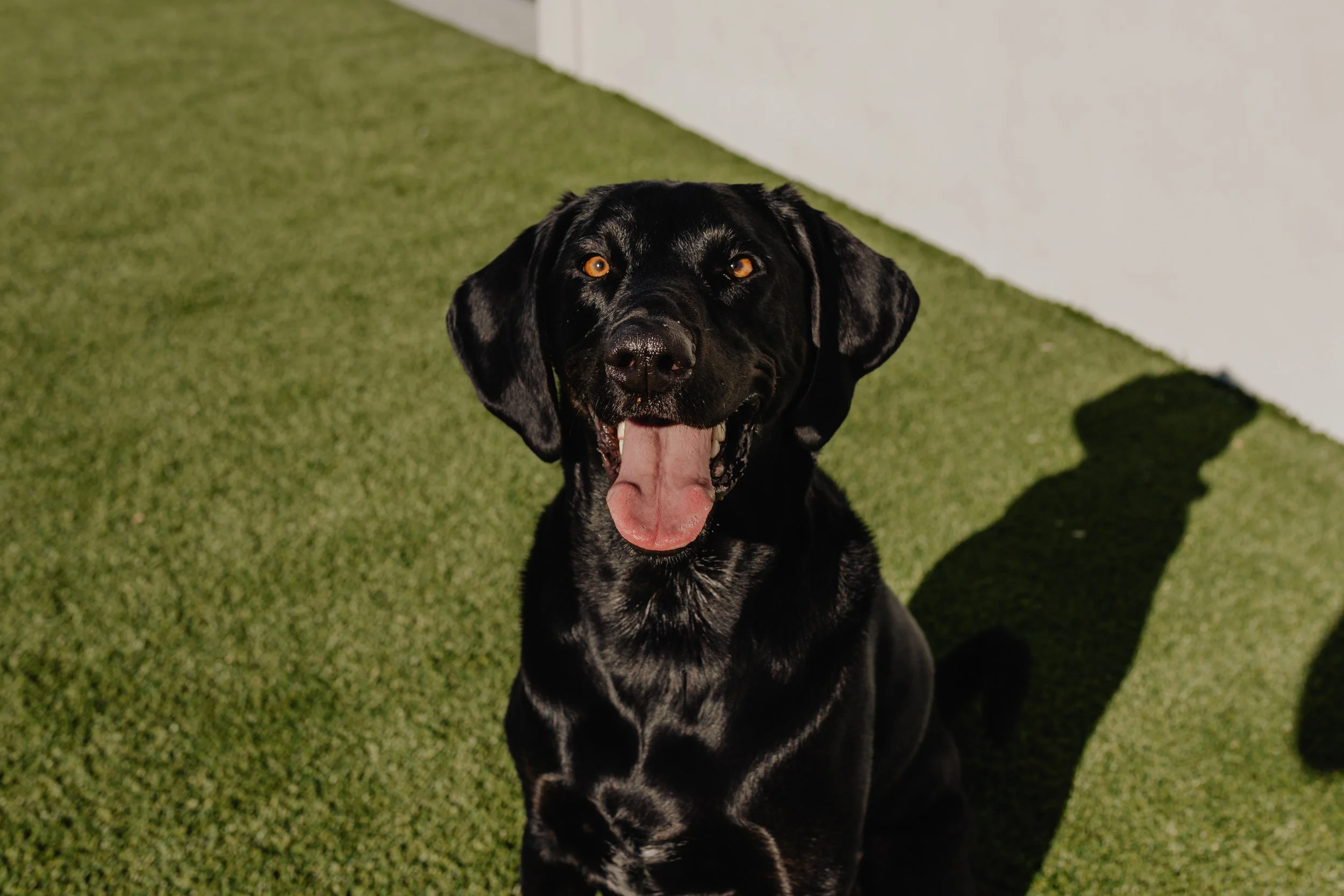 A black Labrador Retriever dog sitting on green artificial grass, looking up with its mouth open and tongue out, shadow cast on the ground.