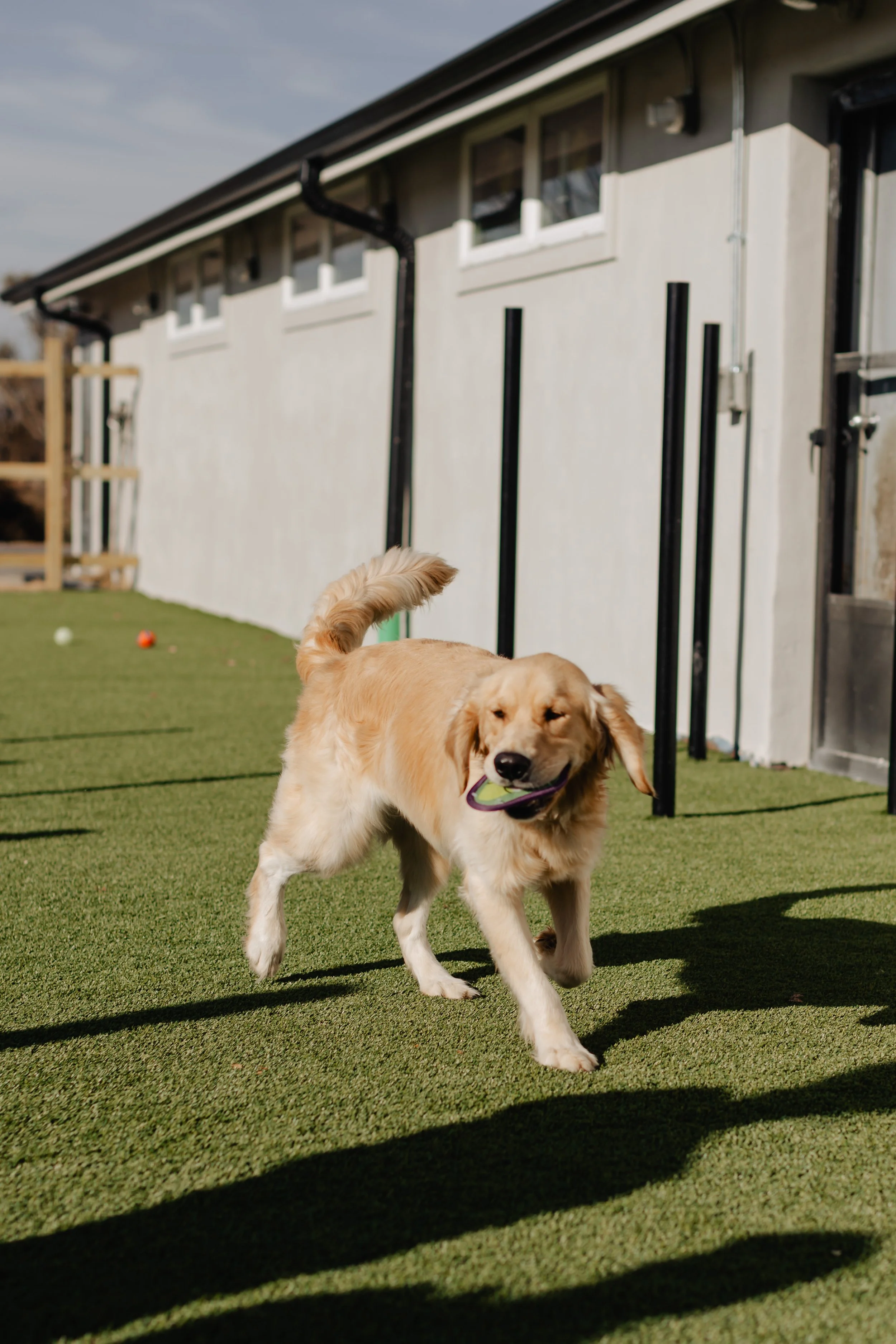 A golden retriever running on artificial grass with a toy in its mouth outside a white building.