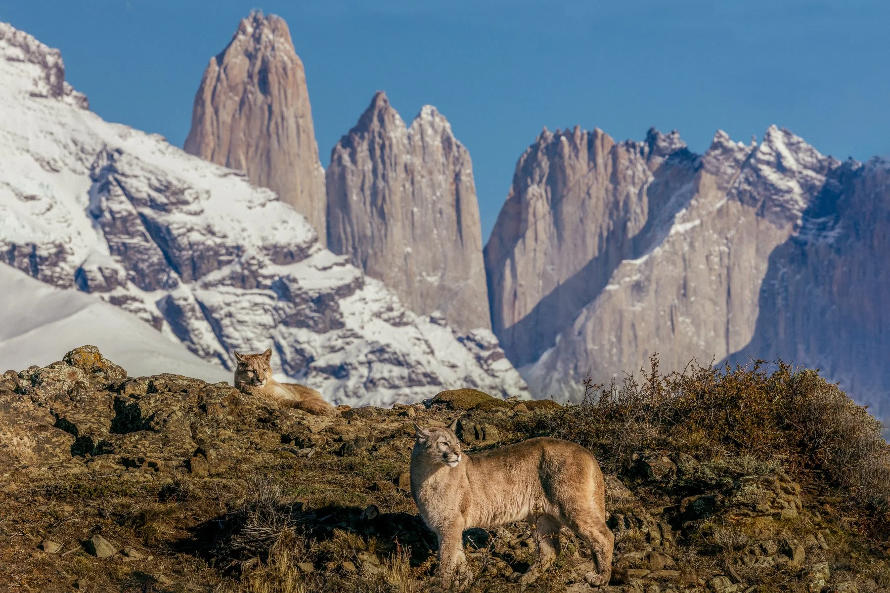 Two mountain lions resting on rocky terrain with snow-capped mountains in the background.