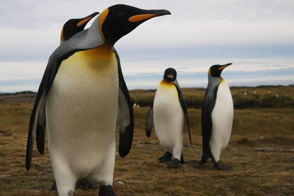 penguins_punta_arenas.jpg
