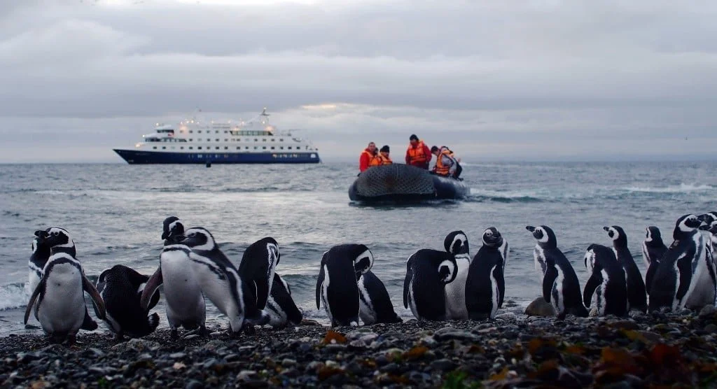 A group of penguins on a rocky beach with a whale in the water and a cruise ship in the background.