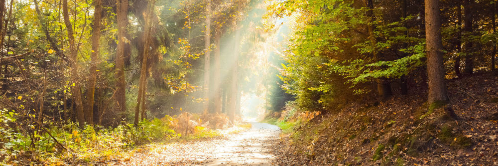 A Path to Healing