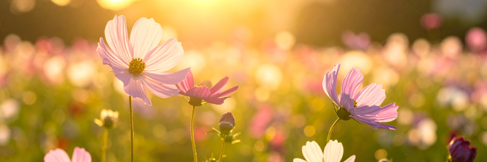 Understanding Caregiver Burnout