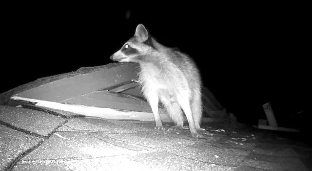 raccoon on roof.jpg