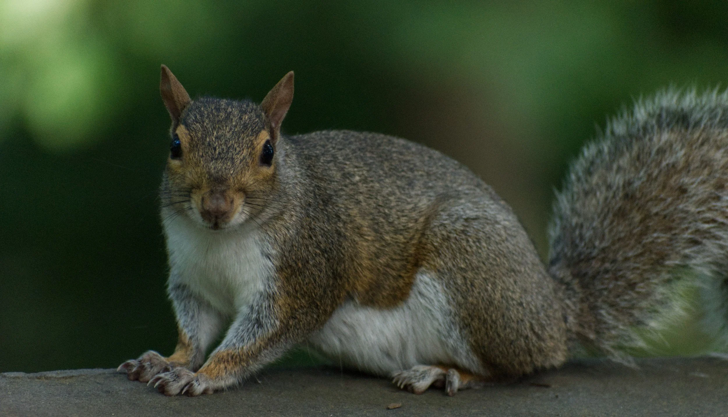 Close-up of a squirrel standing on a tree branch, facing forward with a blurred green background.