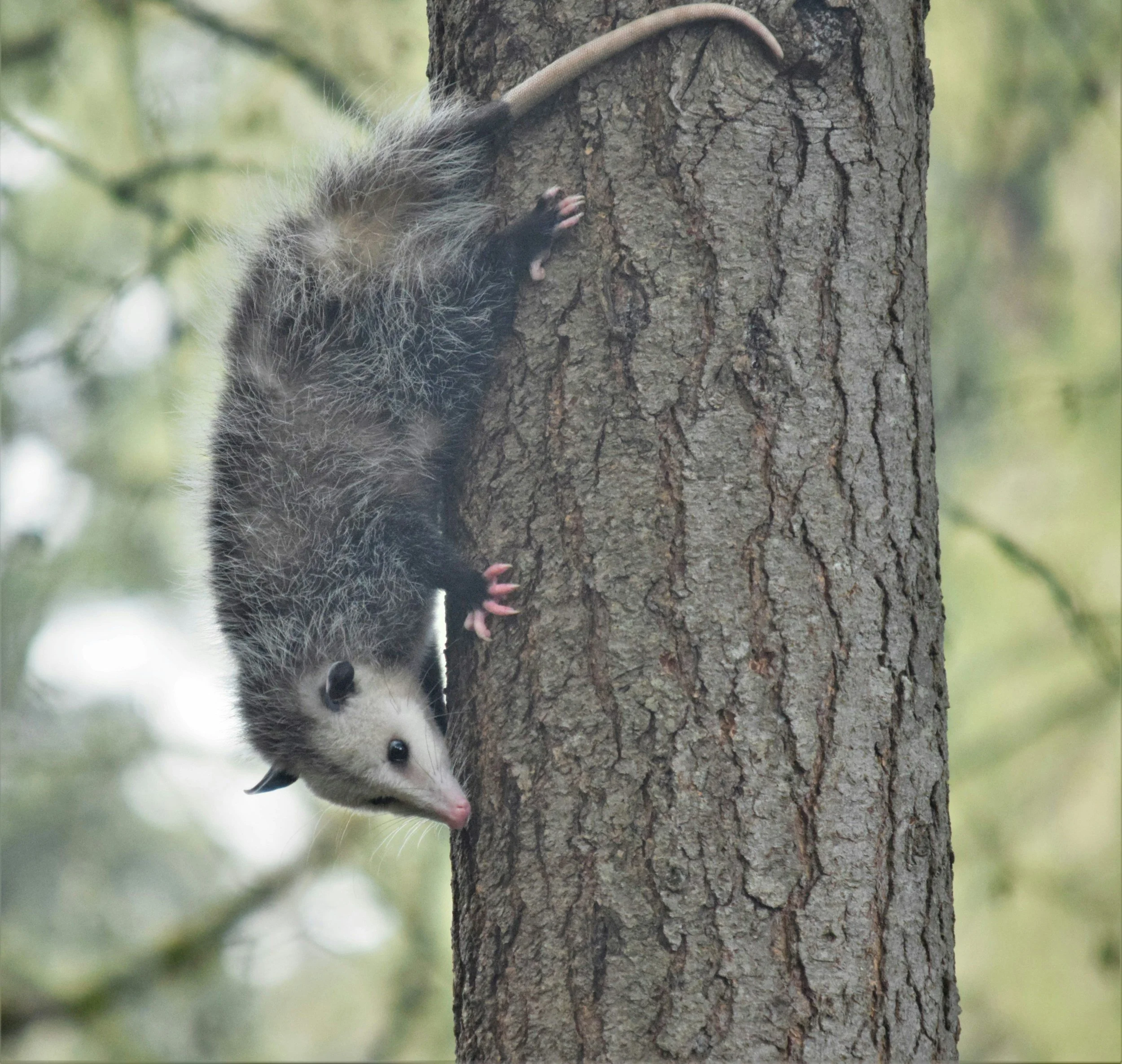 A young opossum hanging upside down on the side of a tree trunk in a forest.