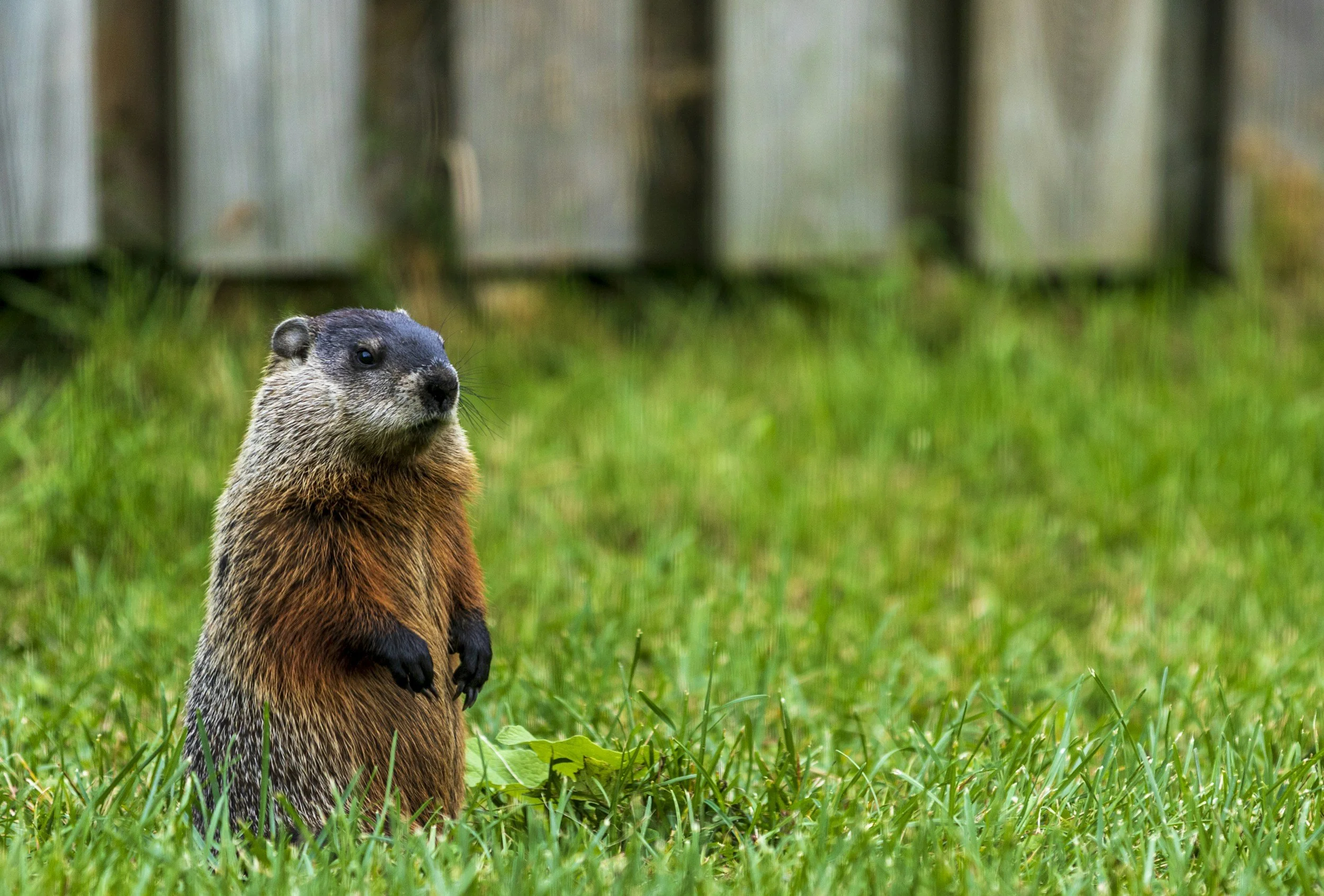 A prairie dog standing upright on green grass with a wooden fence in the background.