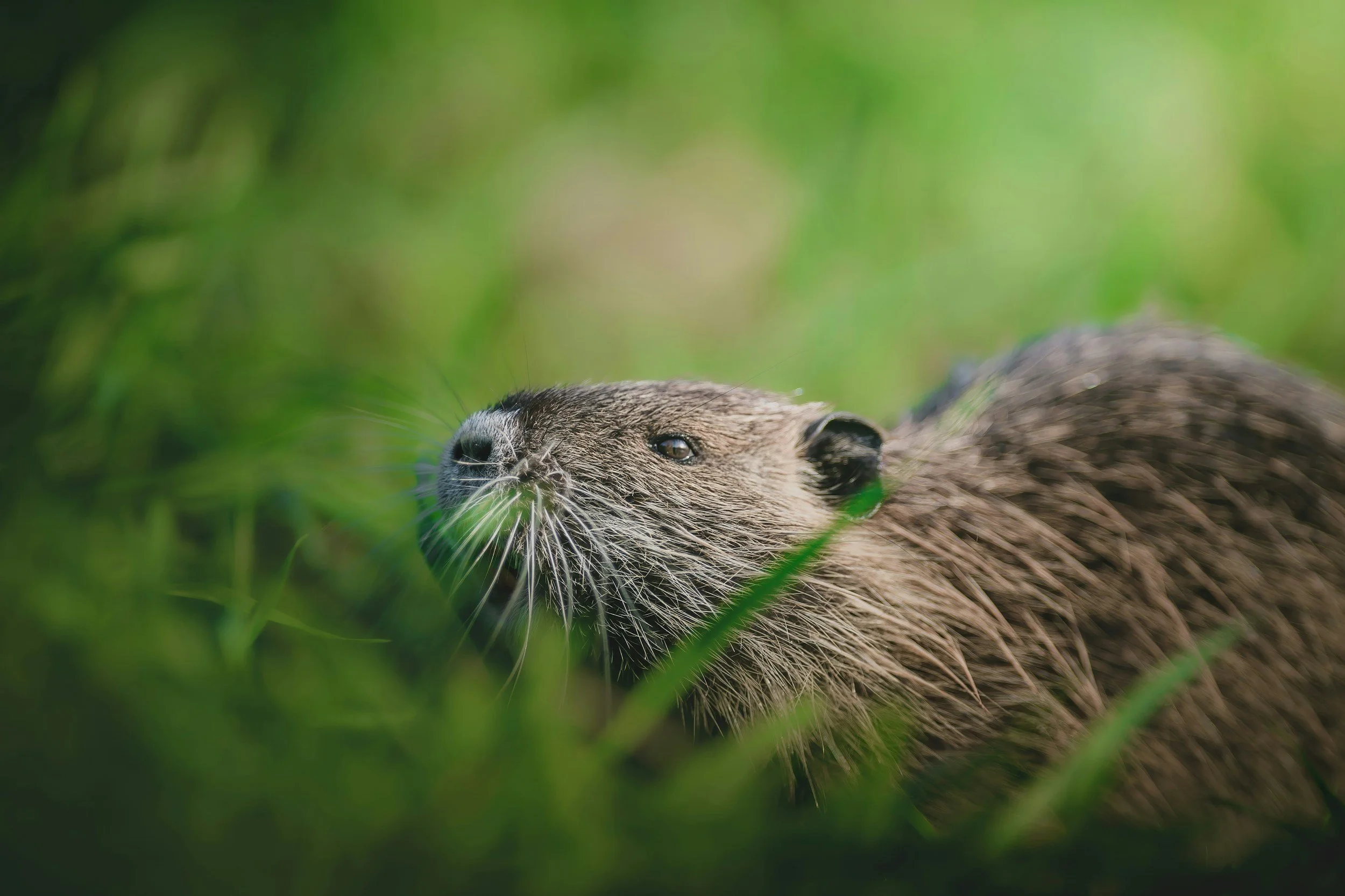A close-up of a beaver lying in green grass, with its head slightly raised and surrounded by blurred greenery.