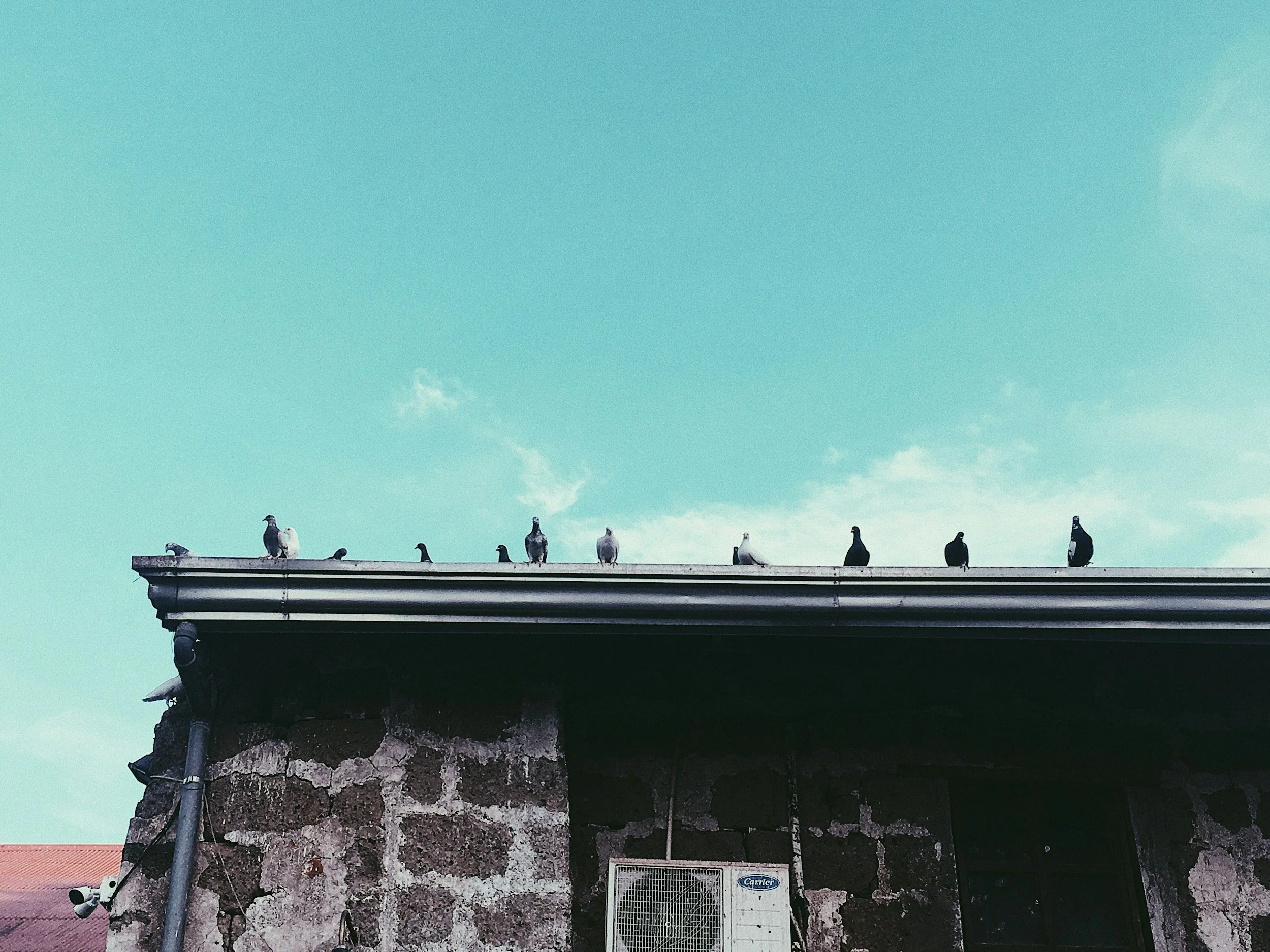 Several pigeons perched on the edge of a stone building roof against a blue sky.