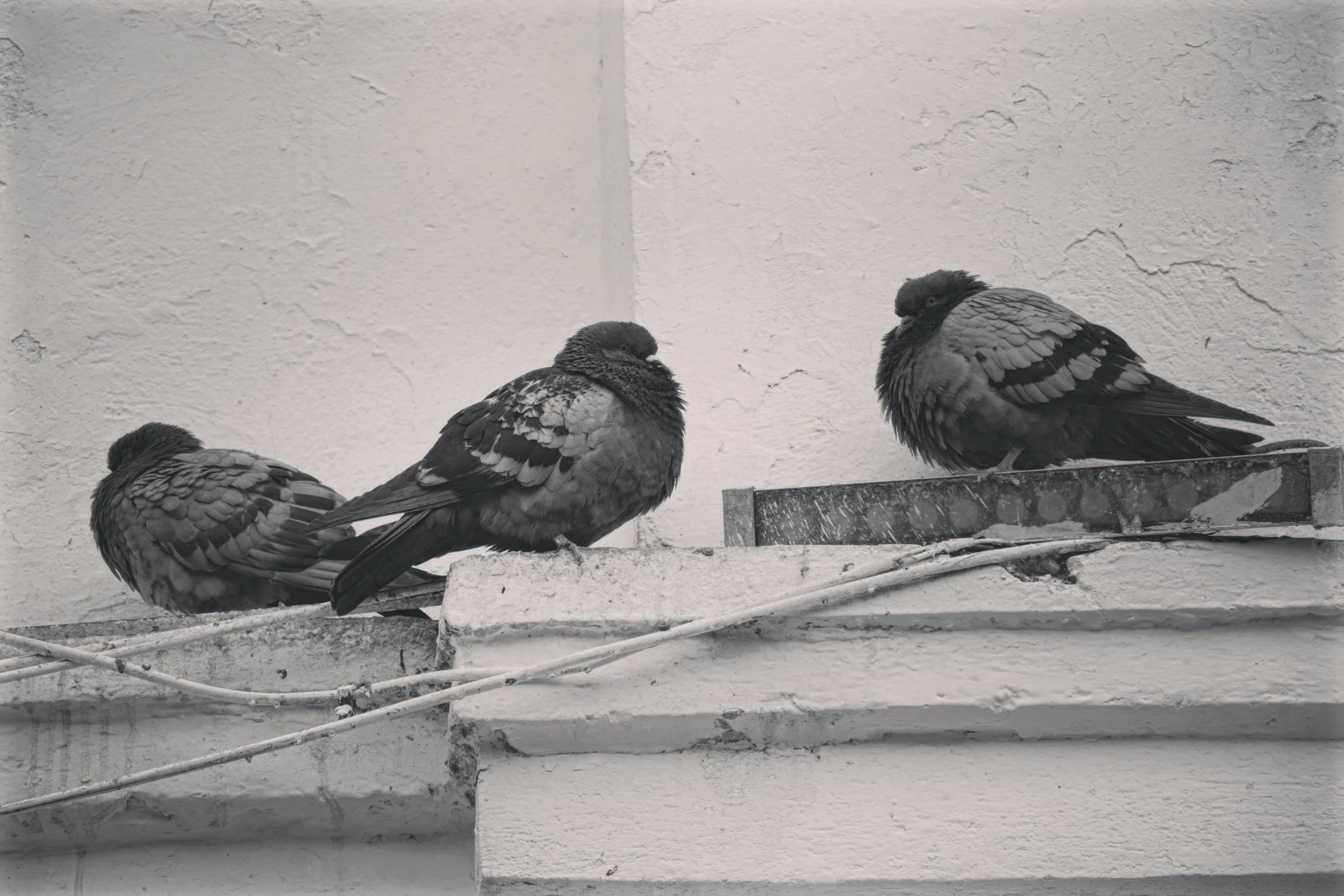 Three pigeons perched on a ledge against a textured wall, with one pigeon preening itself.