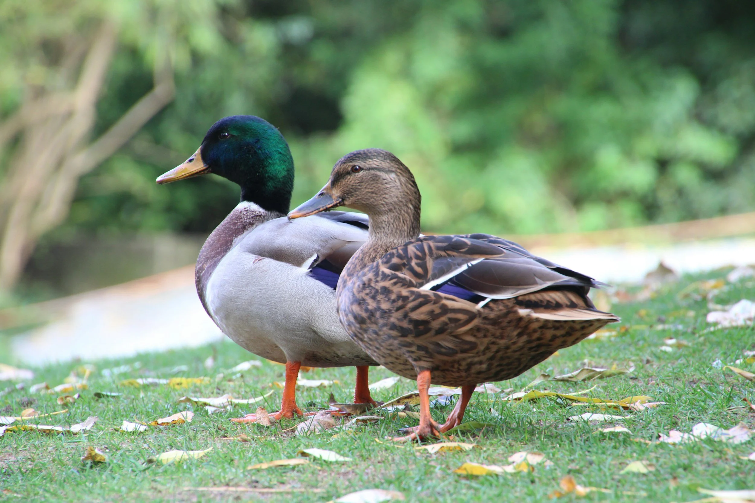 A pair of ducks standing on grass near a body of water with green trees in the background.