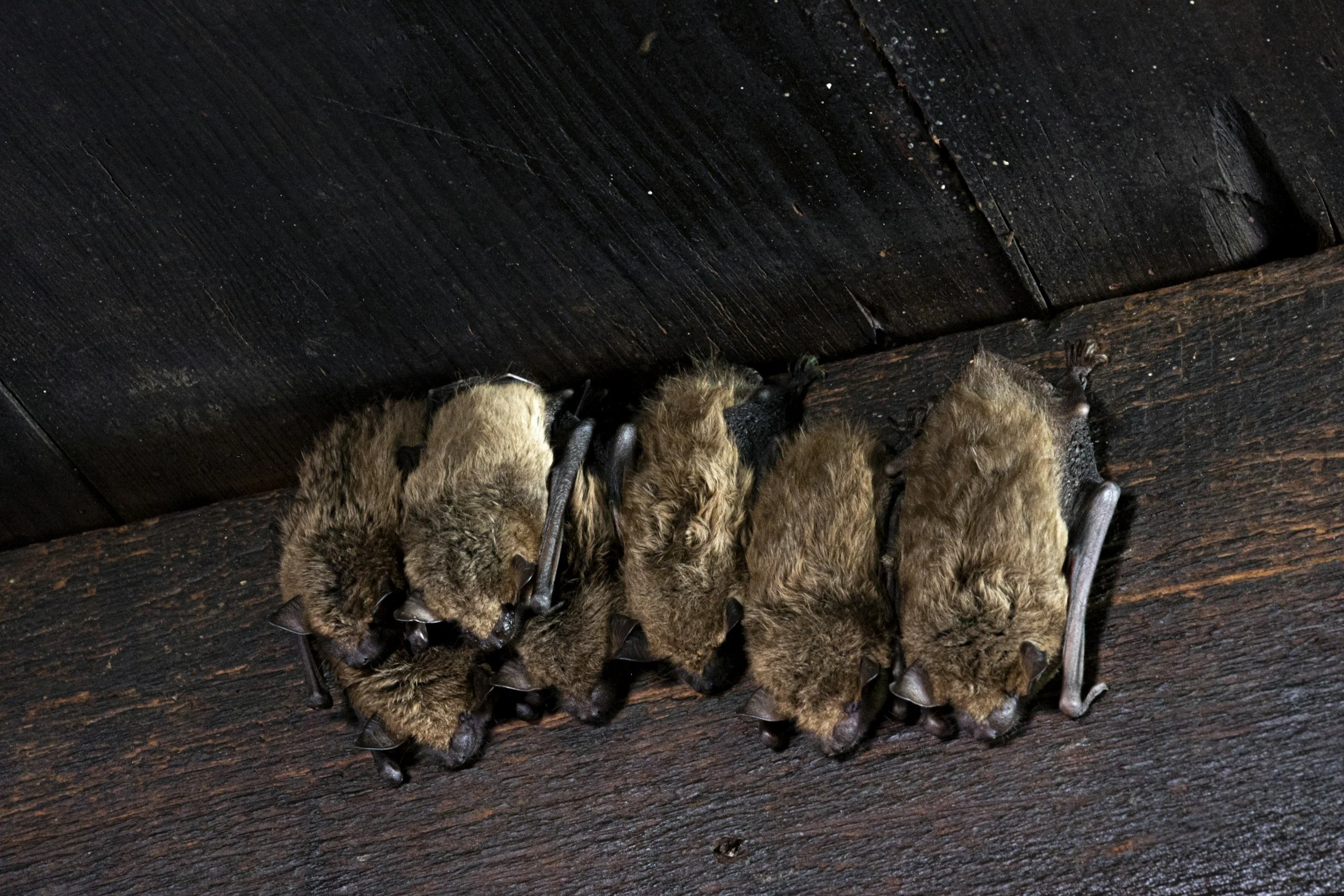 A group of six brown bats sleeping together on a dark wooden surface.