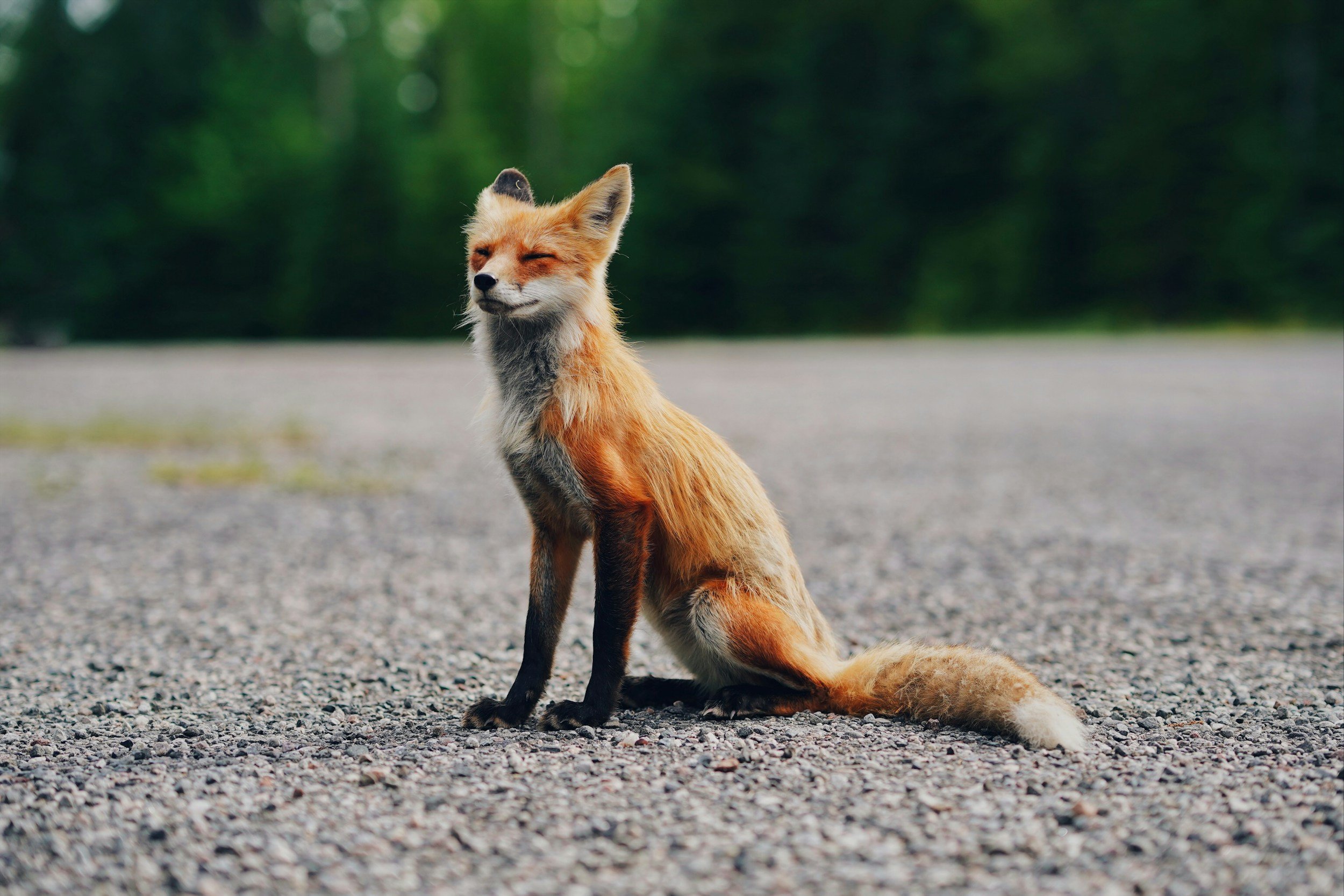 A fox sitting on a gravel surface with its eyes closed and ears perked up, outdoors with a blurred green forest background.