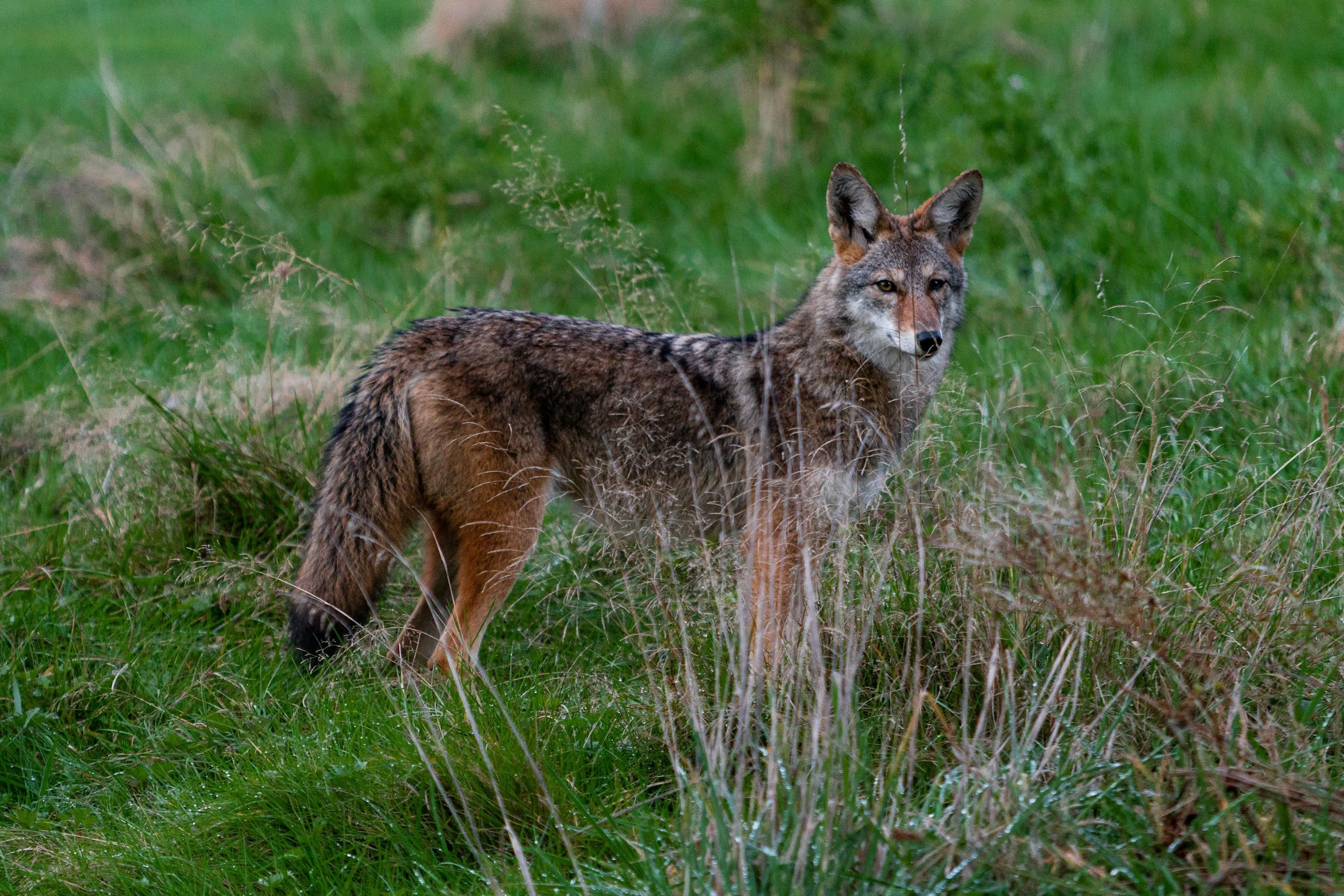 A coyote standing among green grass and plants in a natural outdoor setting.
