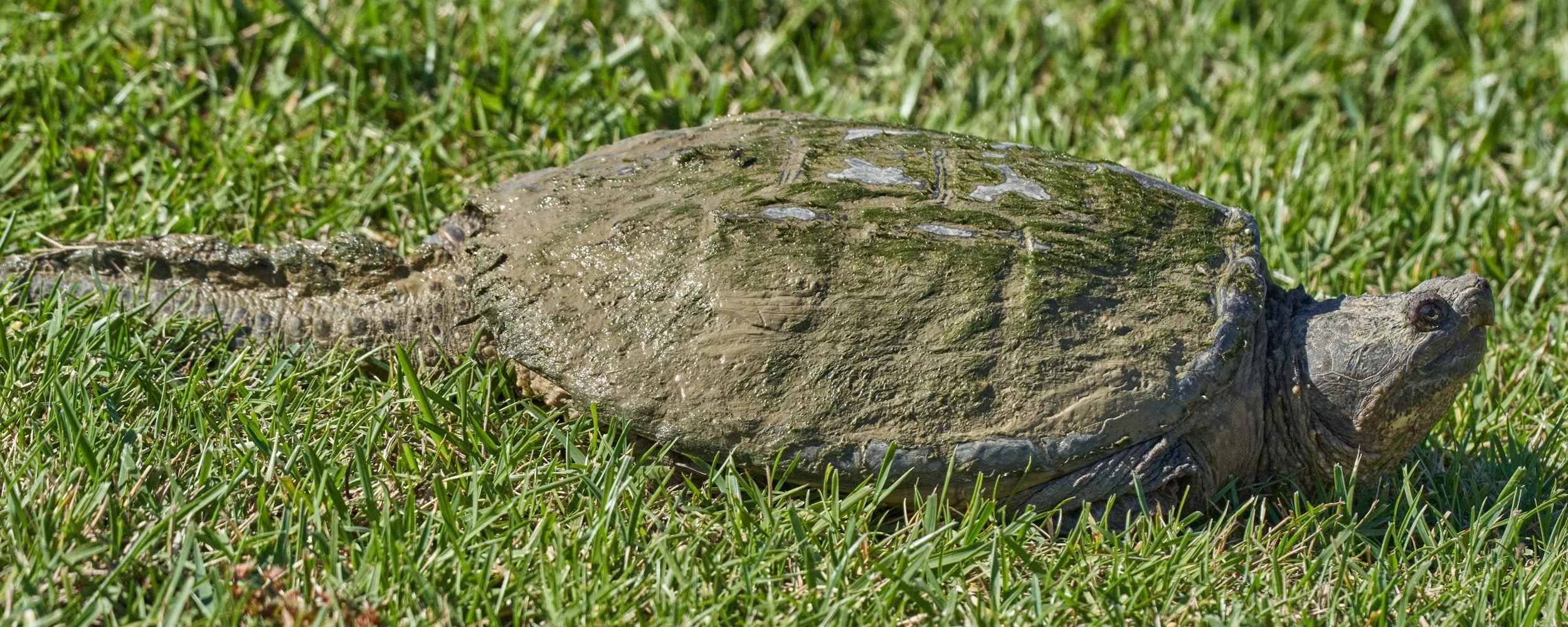 A turtle lying on grass, partially covered in mud with a textured shell.