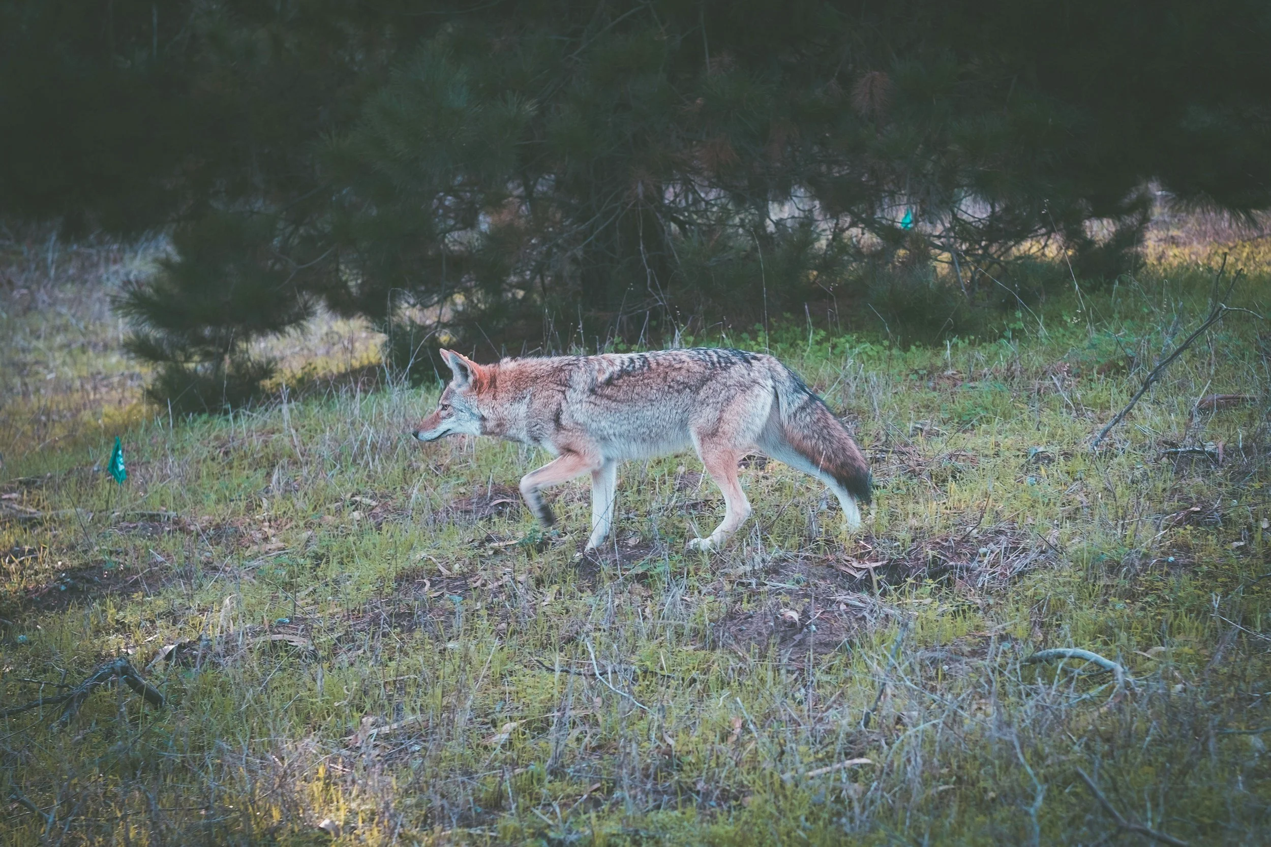 coyote stalking.jpg