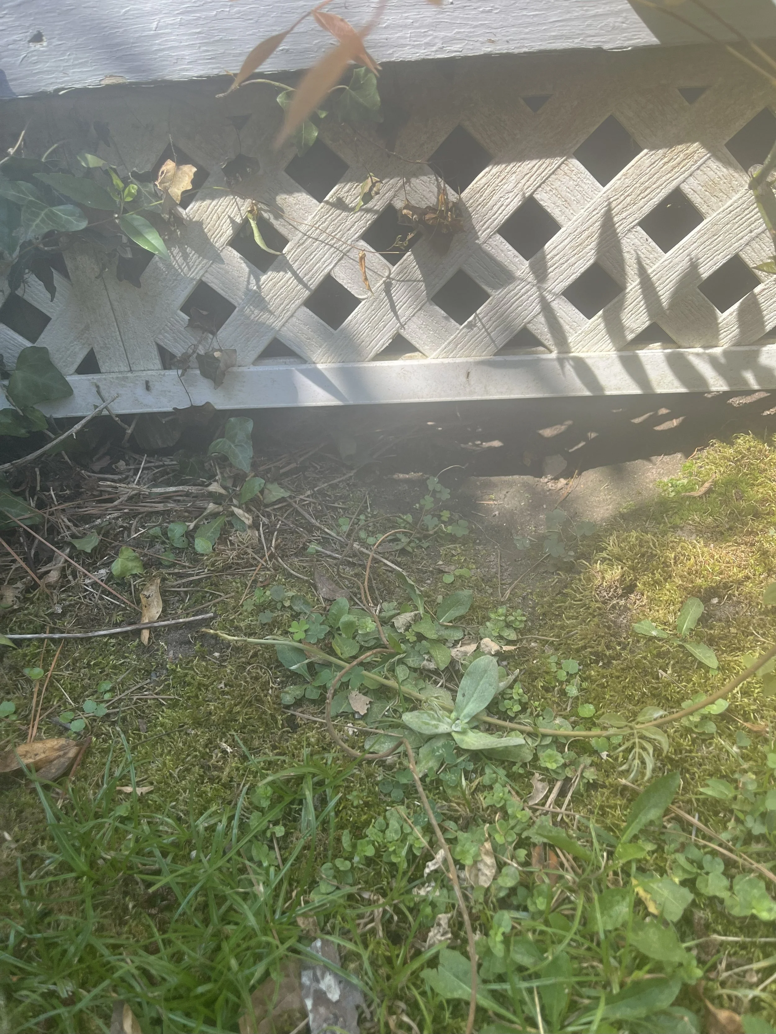 groundhog damage at crawl space.jpg