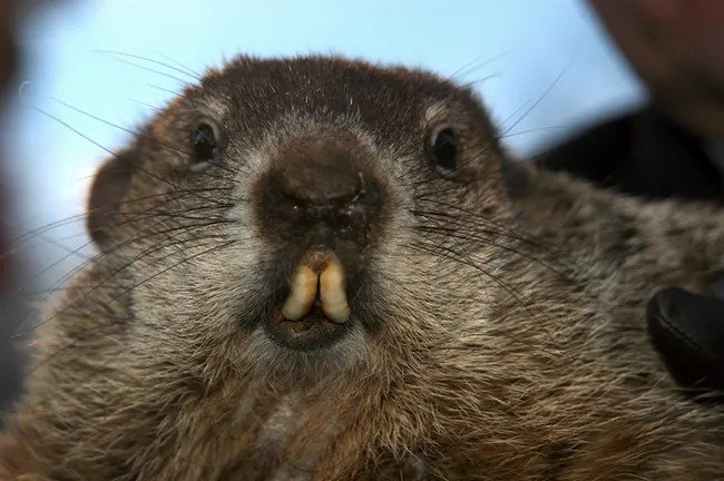 Groundhog.jpg