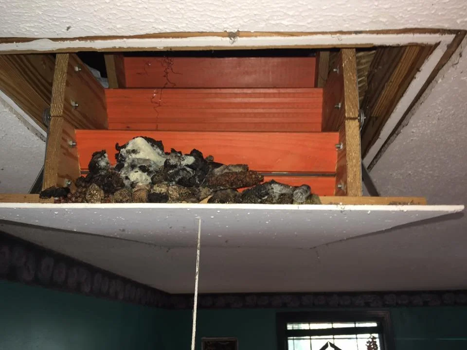 raccoon attic feces.jpg