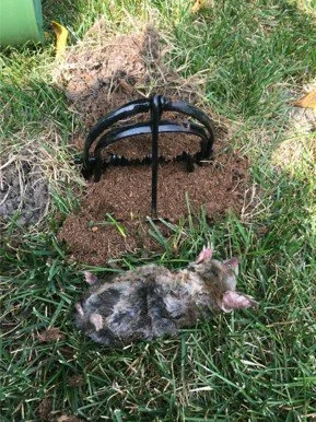trapped mole.jpg