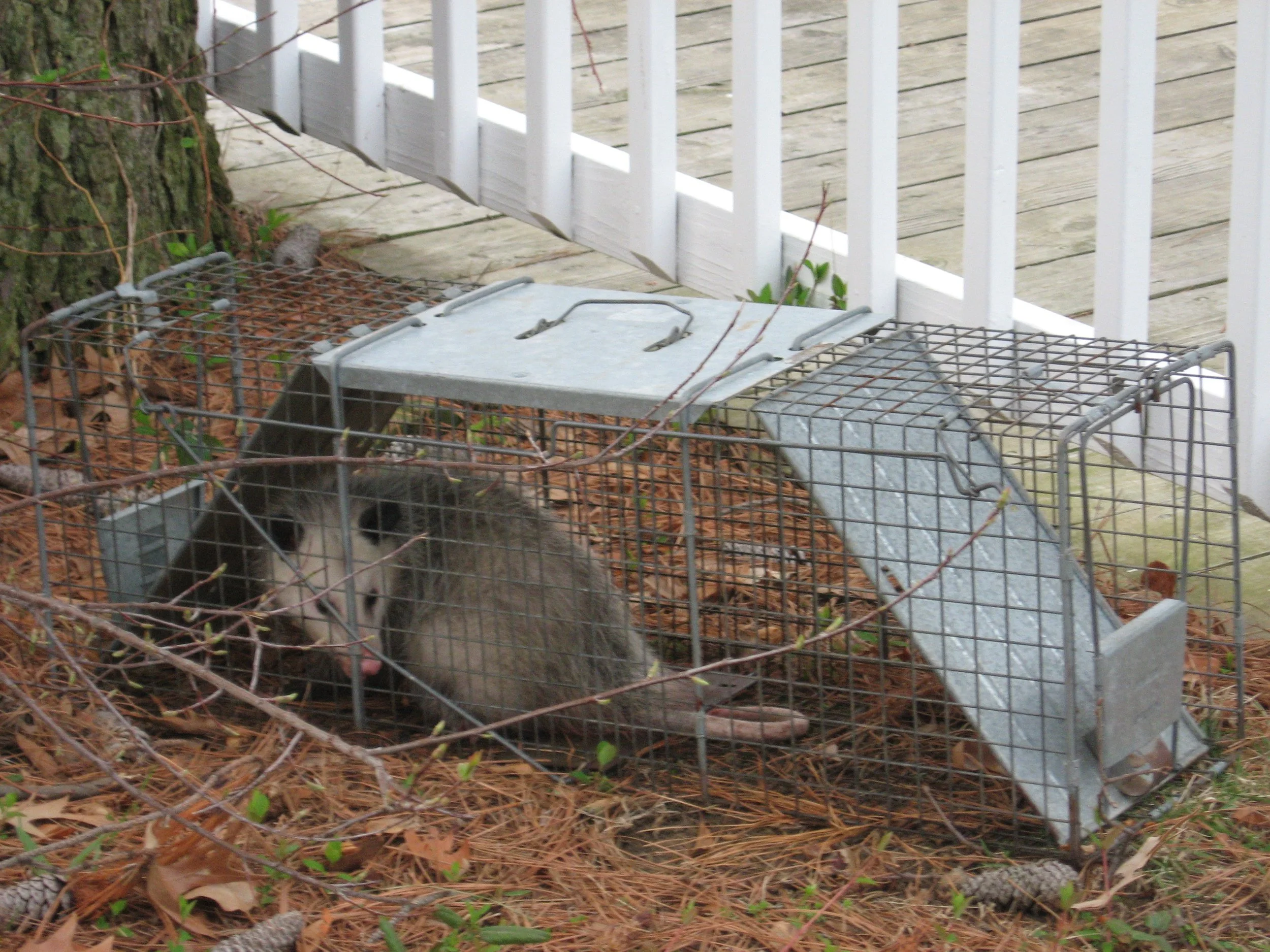 opossum 2.jpg