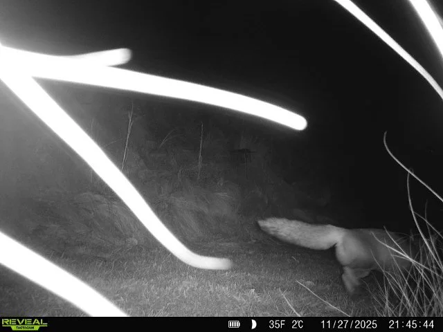 nocturnal fox activity.JPG