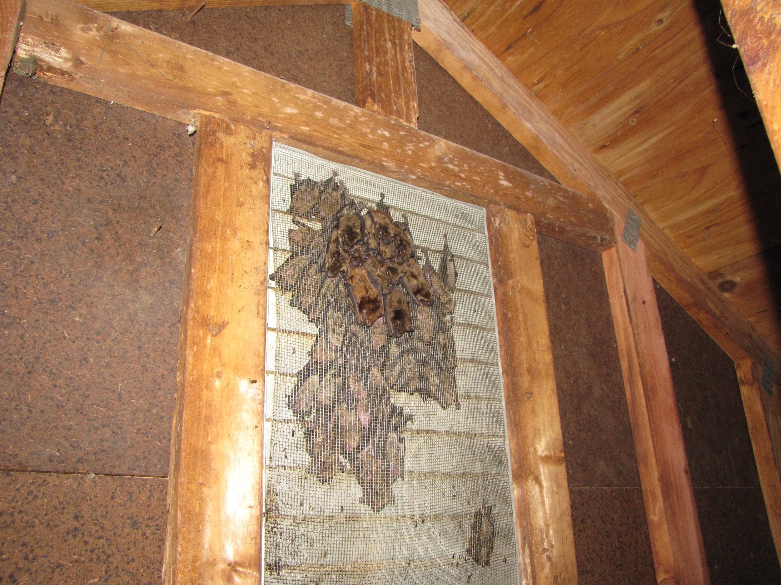 bats in gable vent.JPG