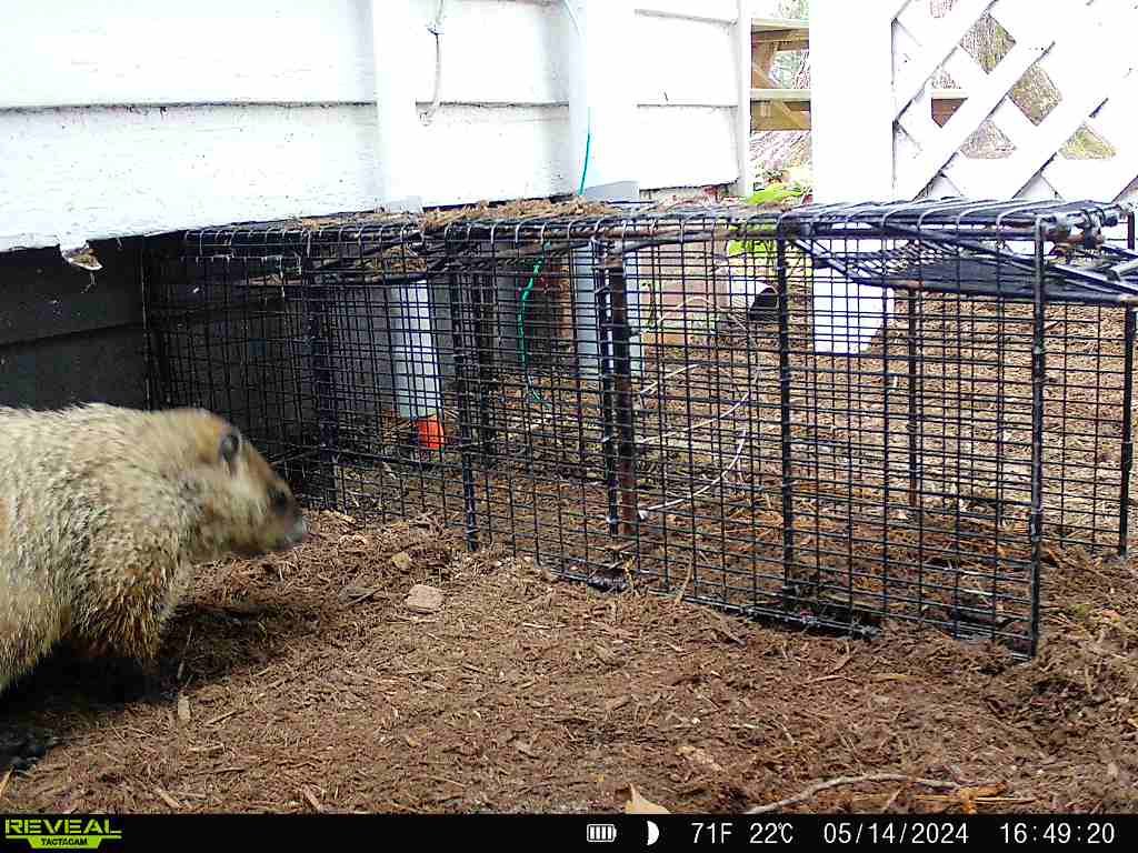 groundhog trapping 2.JPG