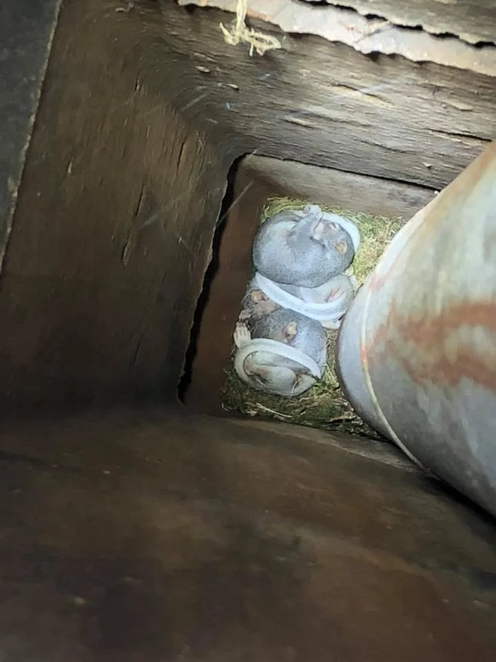 baby squirrel nest attic.jpg