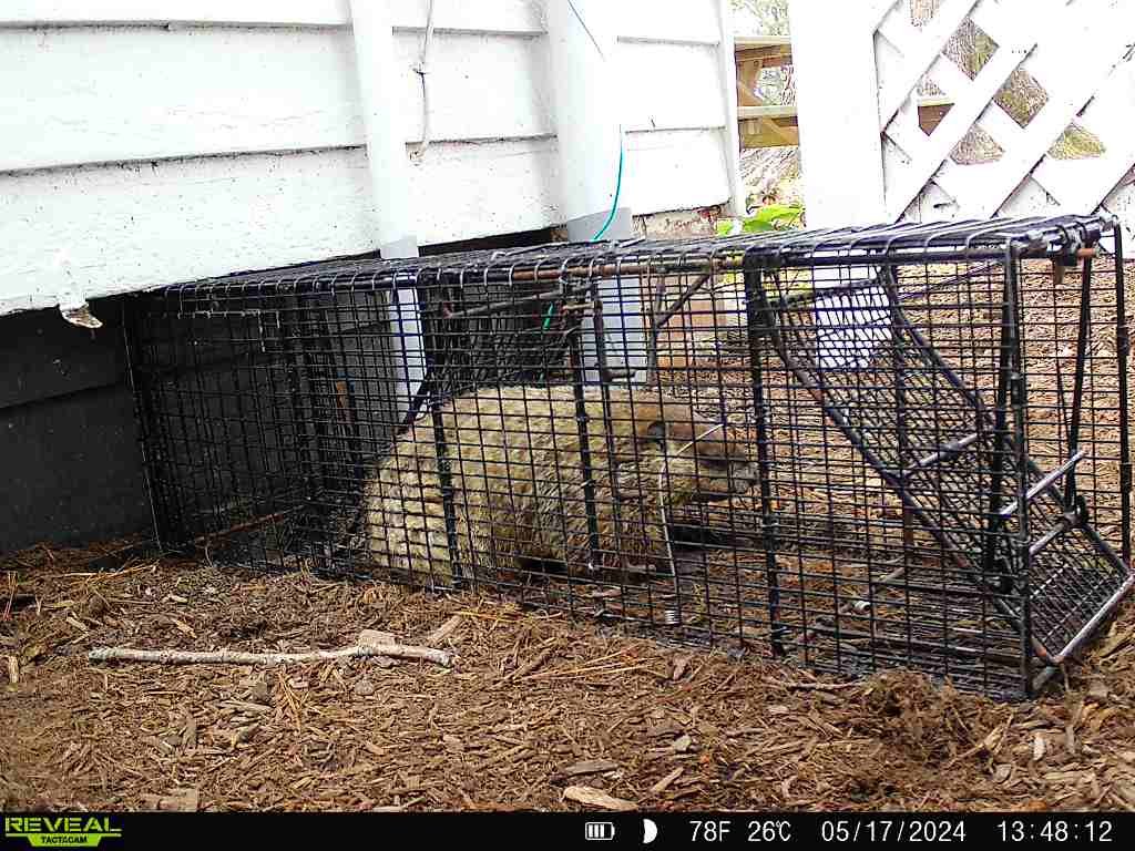 groundhog trapping 4.JPG
