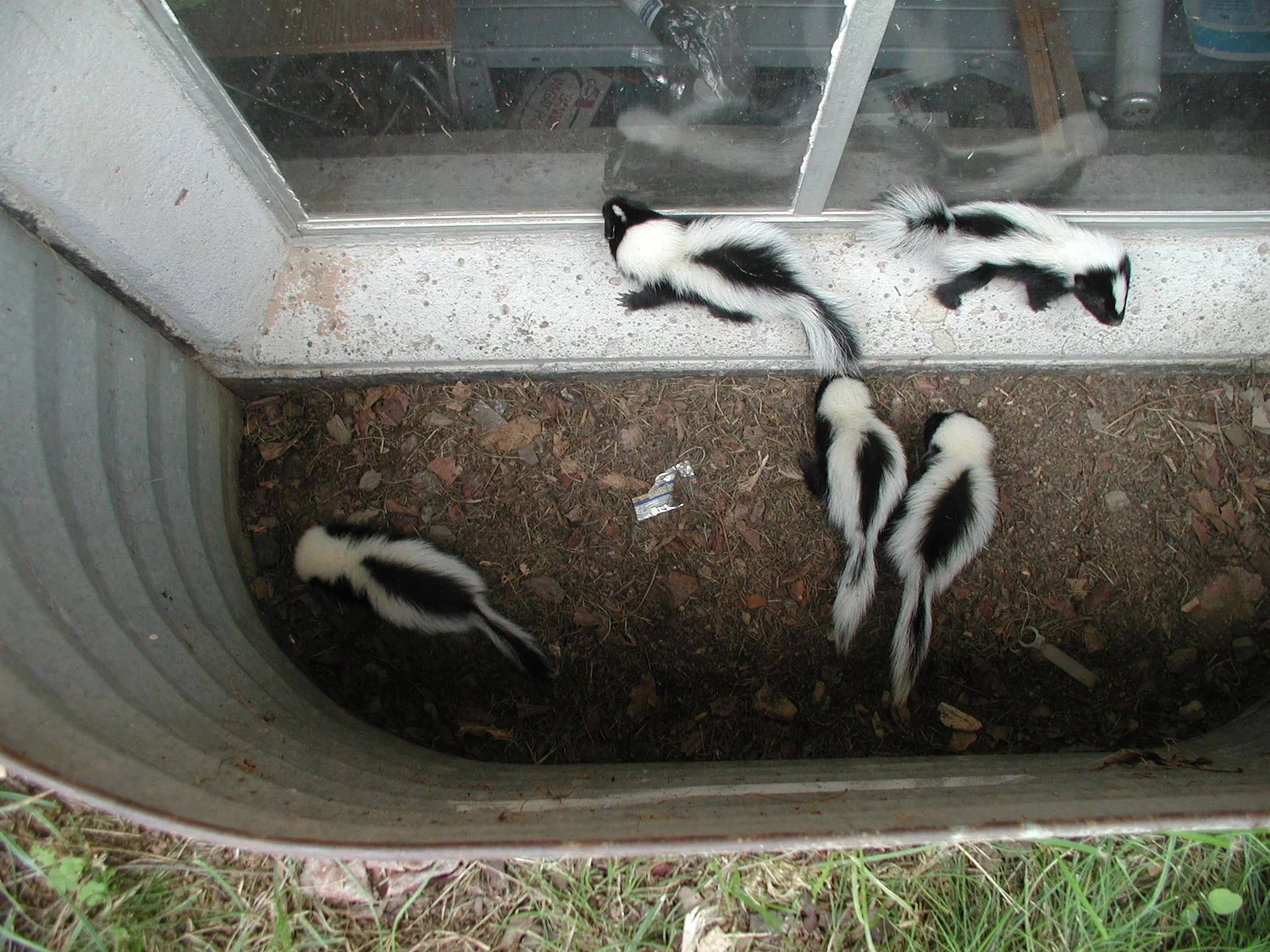 baby skunks.JPG