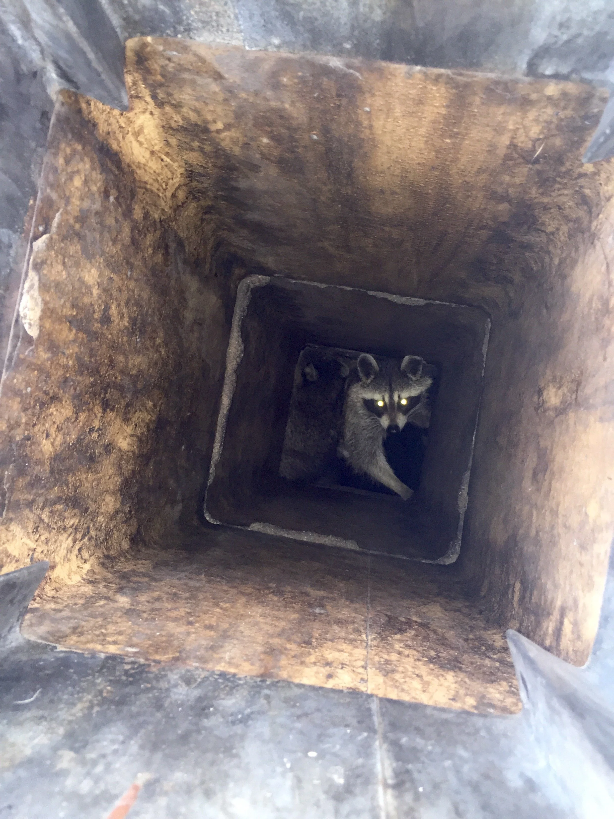racoon chimney.jpg