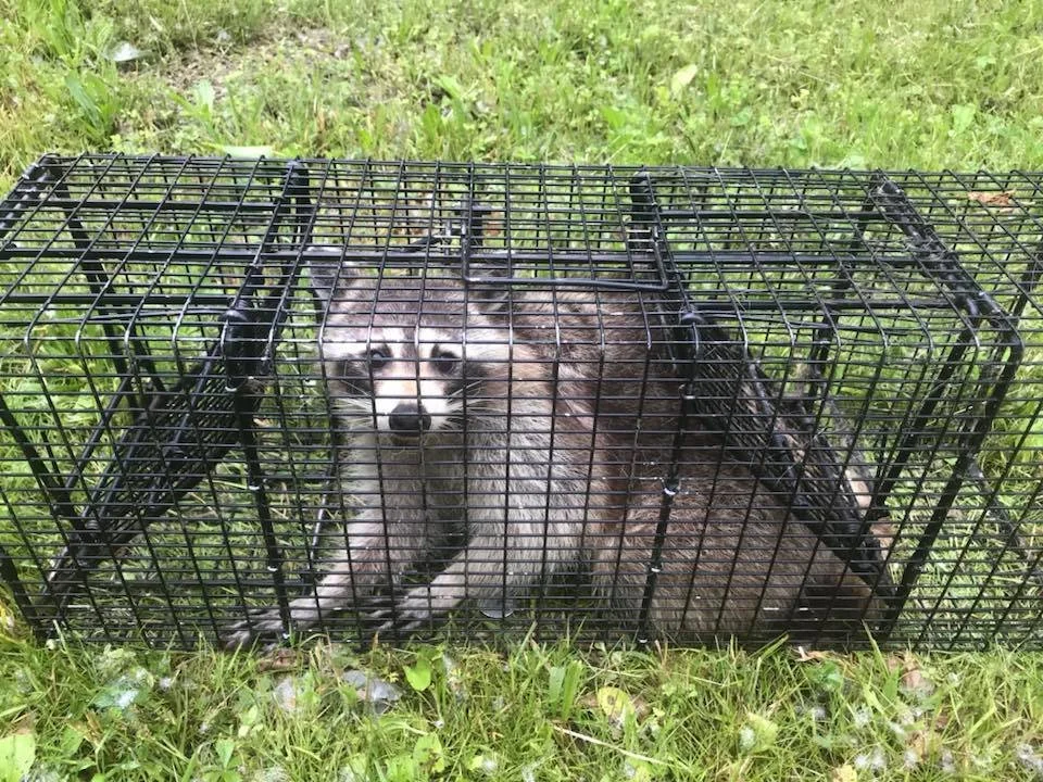 A raccoon inside a black metal trap placed on grass.