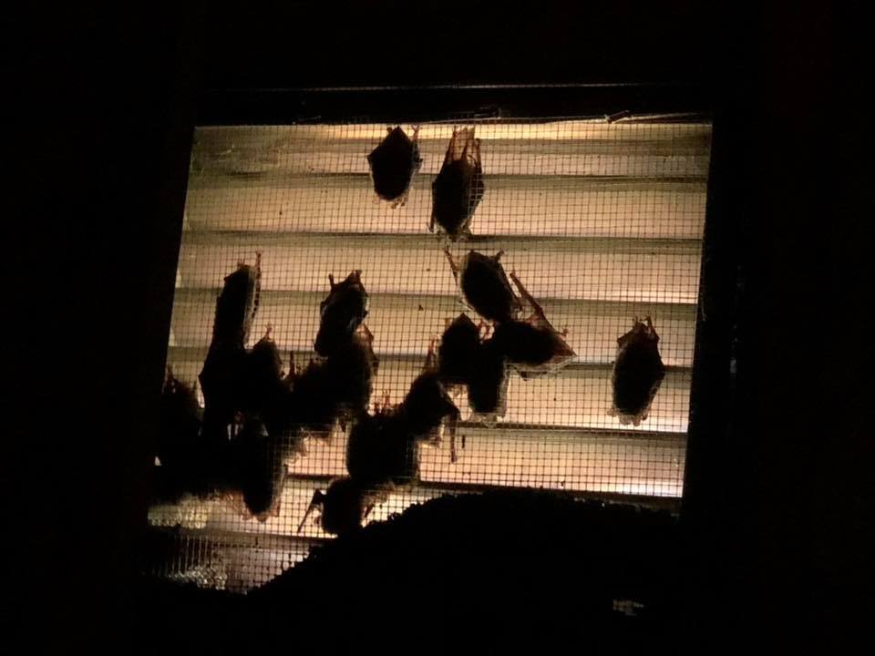 bats in gable vent.jpg
