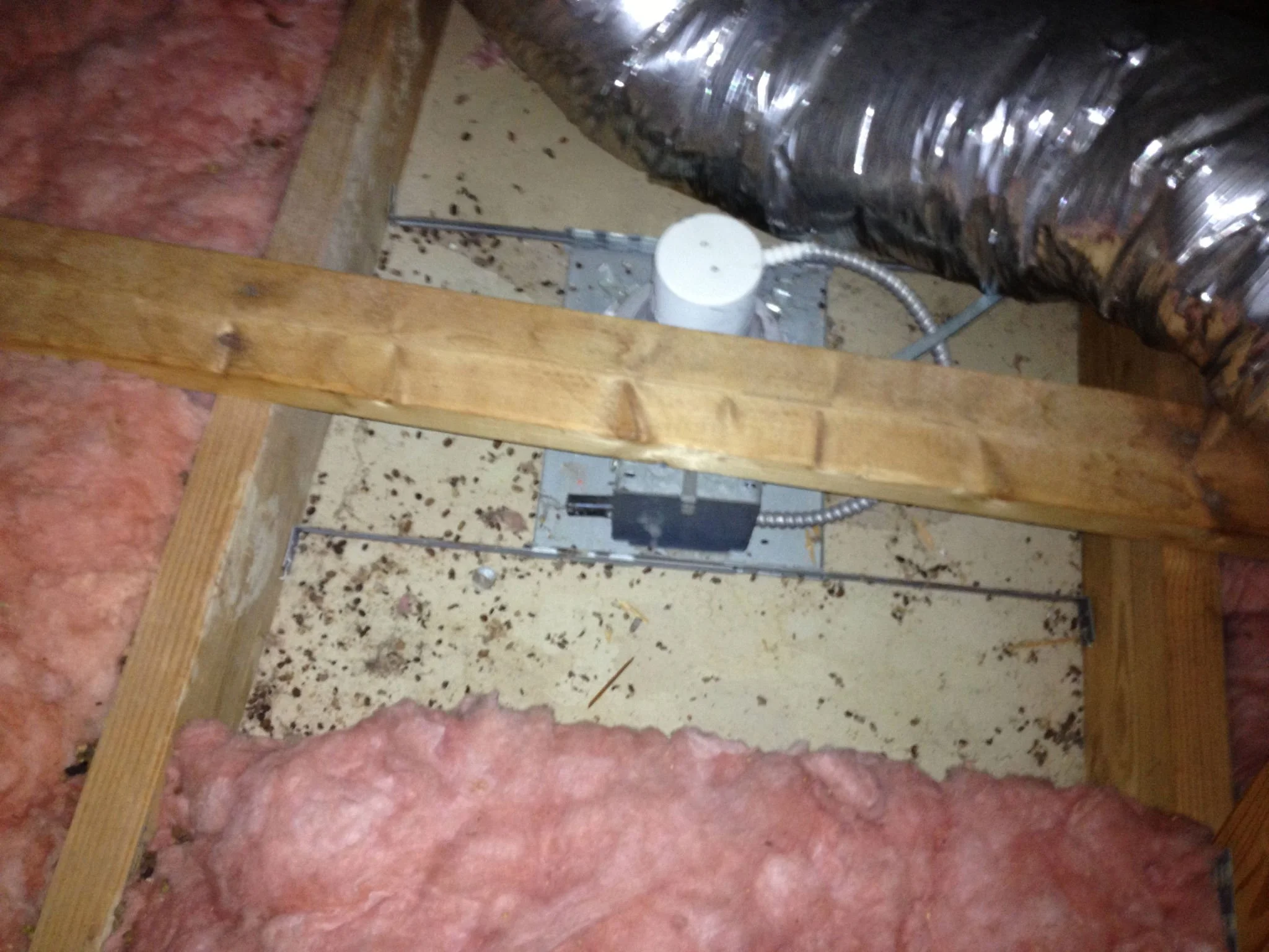 flying squirrel attic.JPG