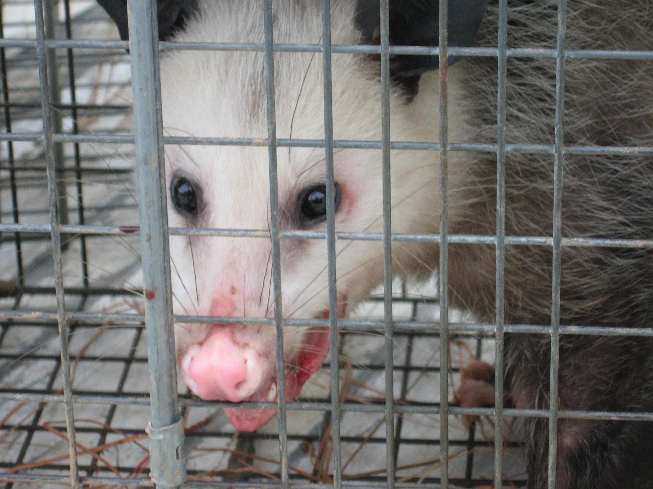 trapped opossum 2.jpg