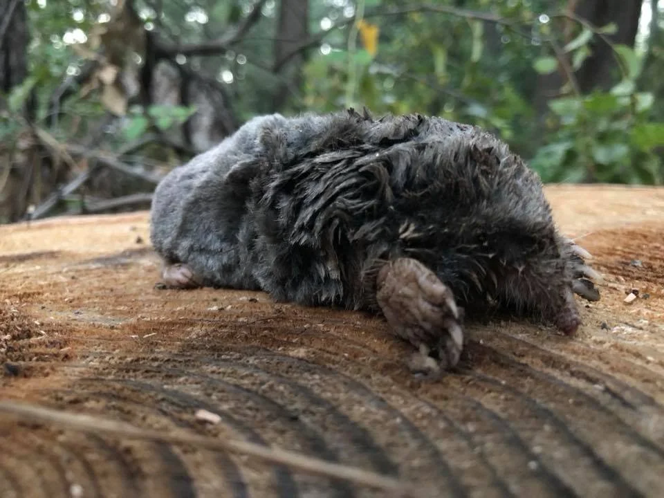 mole.jpg