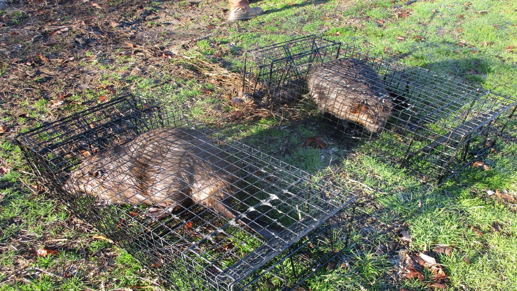Beaver 3.jpg