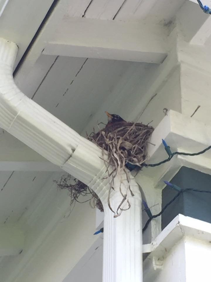 bird nesting.jpg